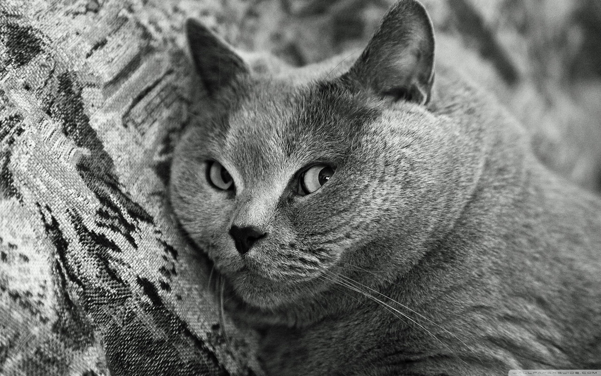 Baixe gratuitamente a imagem Gato, Gatos, Animais na área de trabalho do seu PC