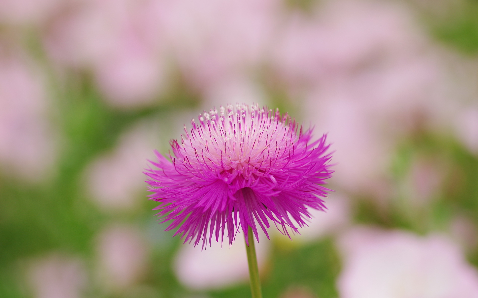 Laden Sie das Natur, Blumen, Blume, Makro, Erde/natur-Bild kostenlos auf Ihren PC-Desktop herunter