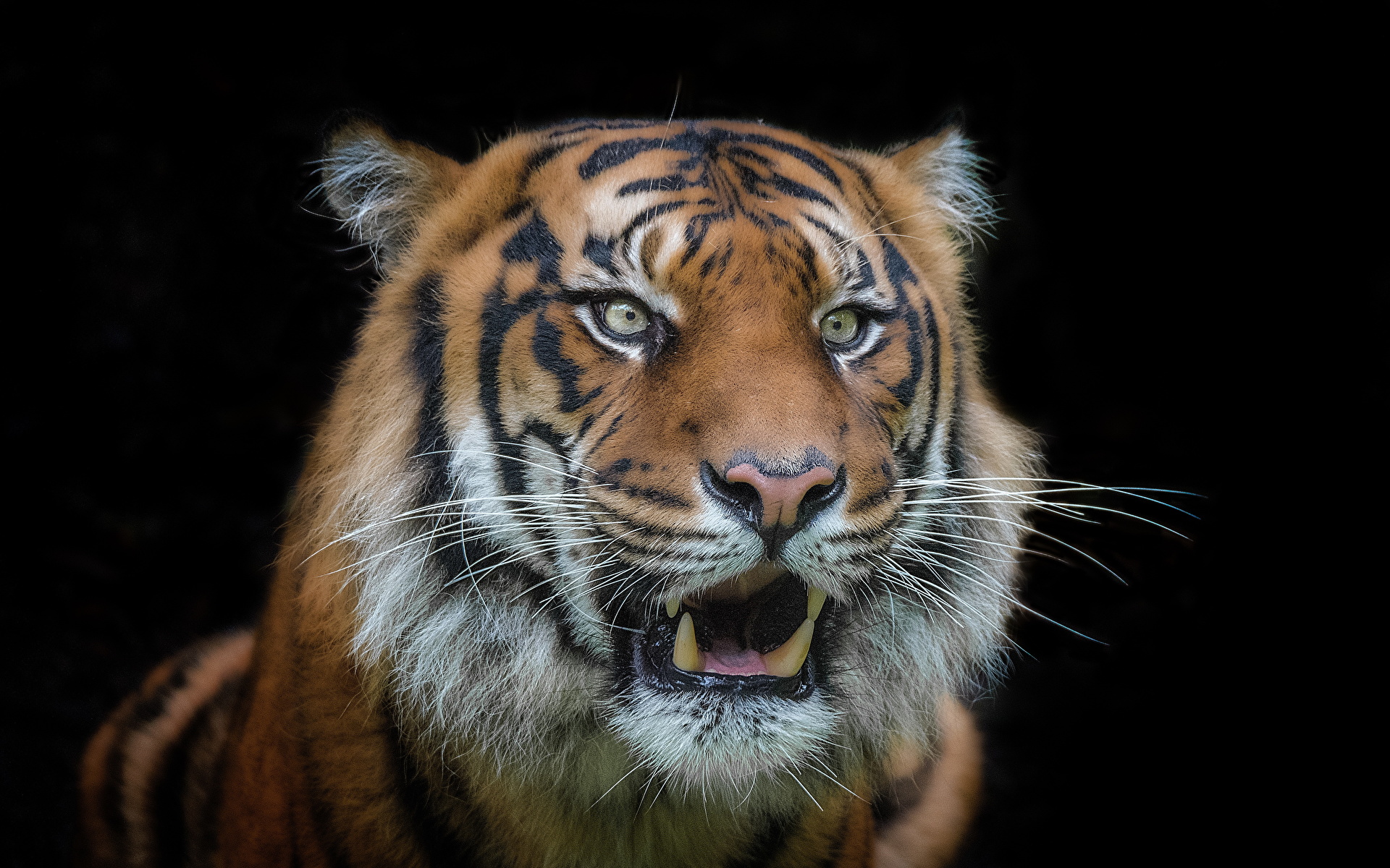 Téléchargez gratuitement l'image Animaux, Chats, Tigre sur le bureau de votre PC