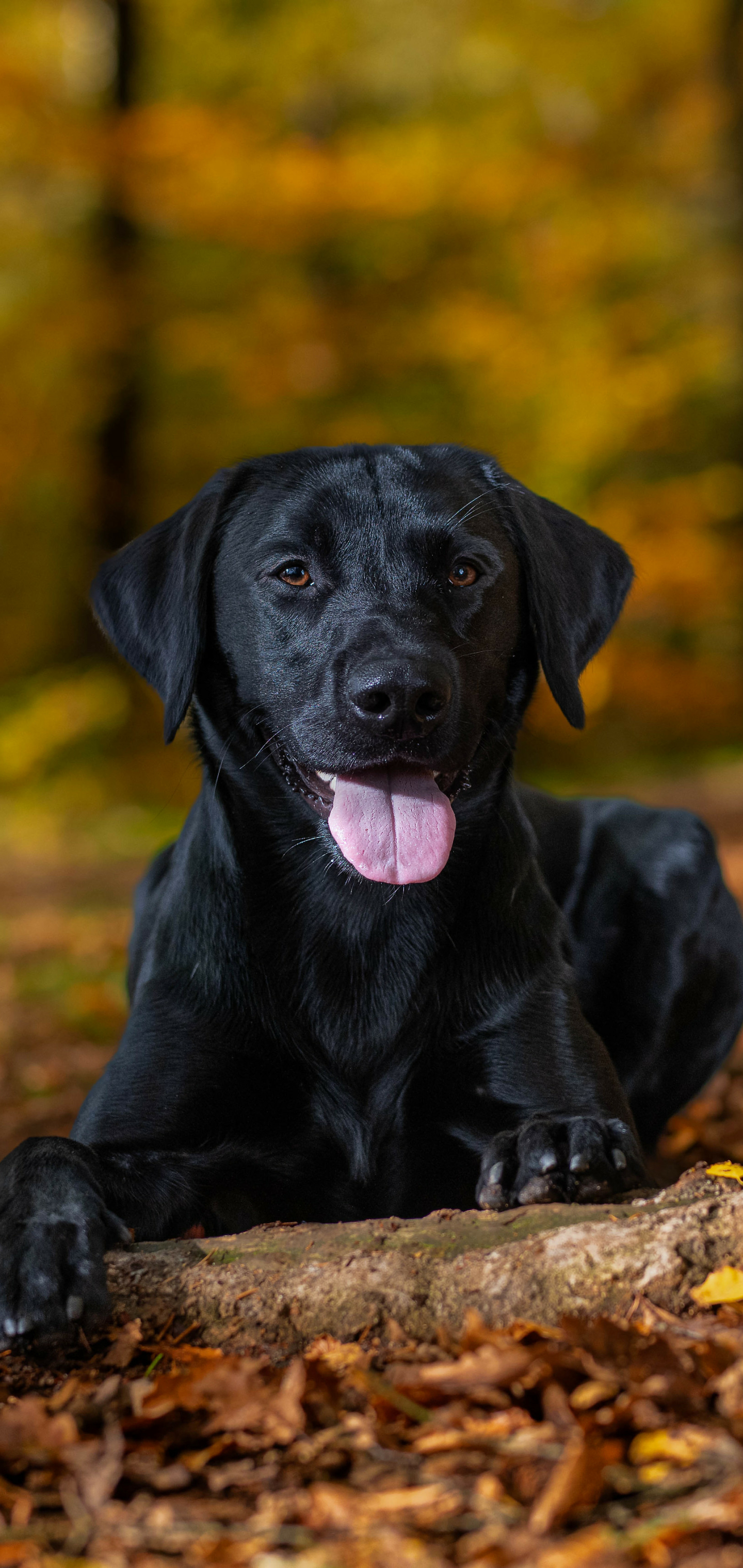 Download mobile wallpaper Dogs, Animal, Labrador Retriever for free.