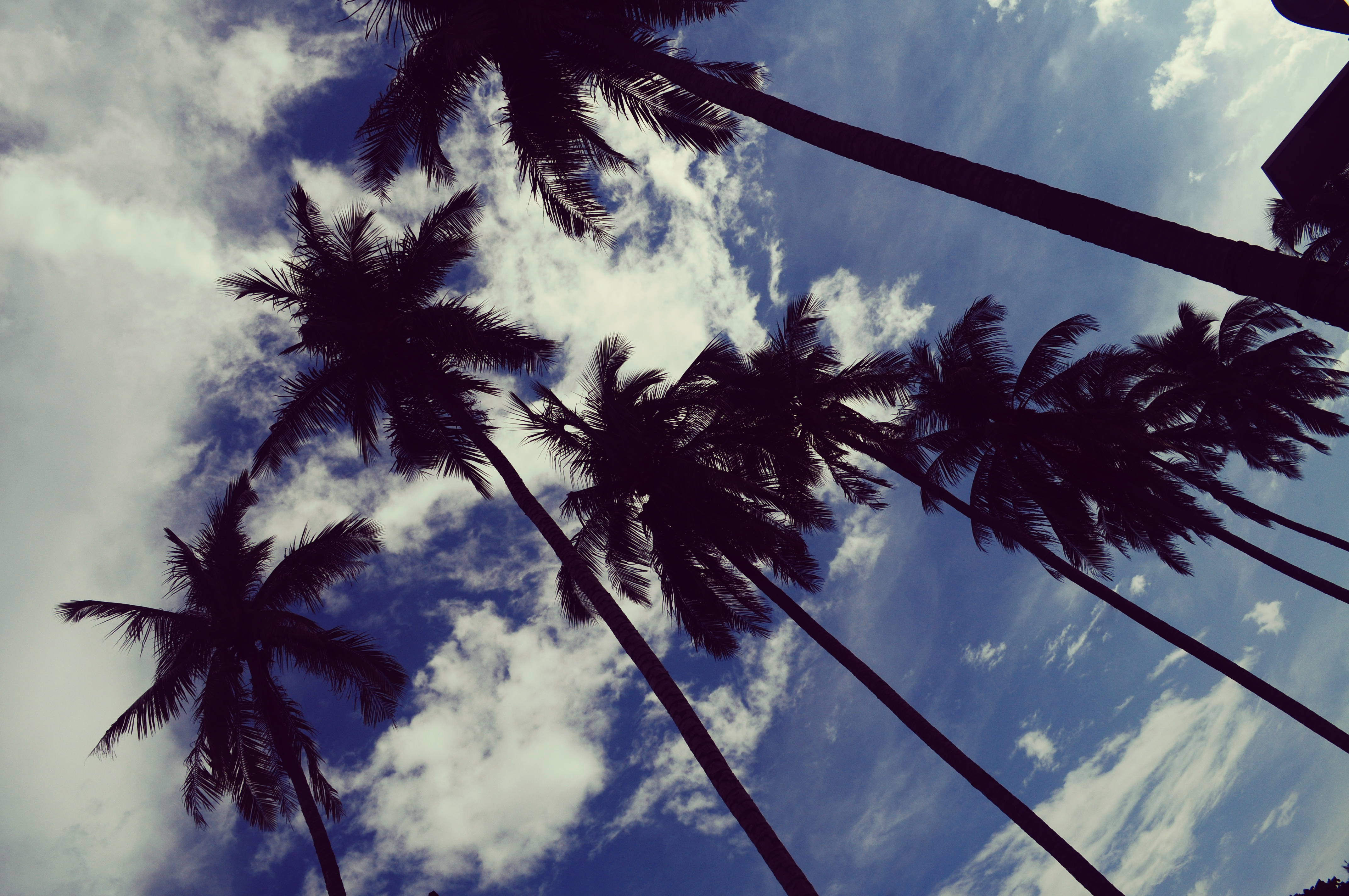 Handy-Wallpaper Bäume, Natur, Sky, Clouds, Palms, Tropen kostenlos herunterladen.