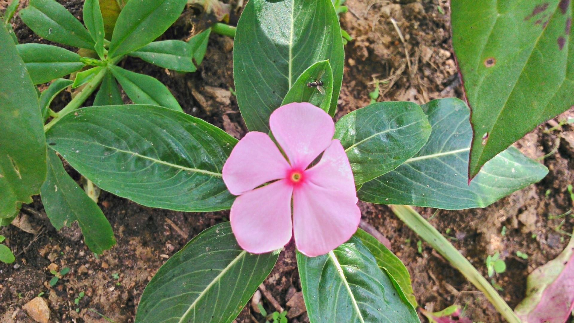 Descarga gratuita de fondo de pantalla para móvil de Naturaleza, Flores, Flor, Flor Rosa, De Cerca, Tierra/naturaleza.