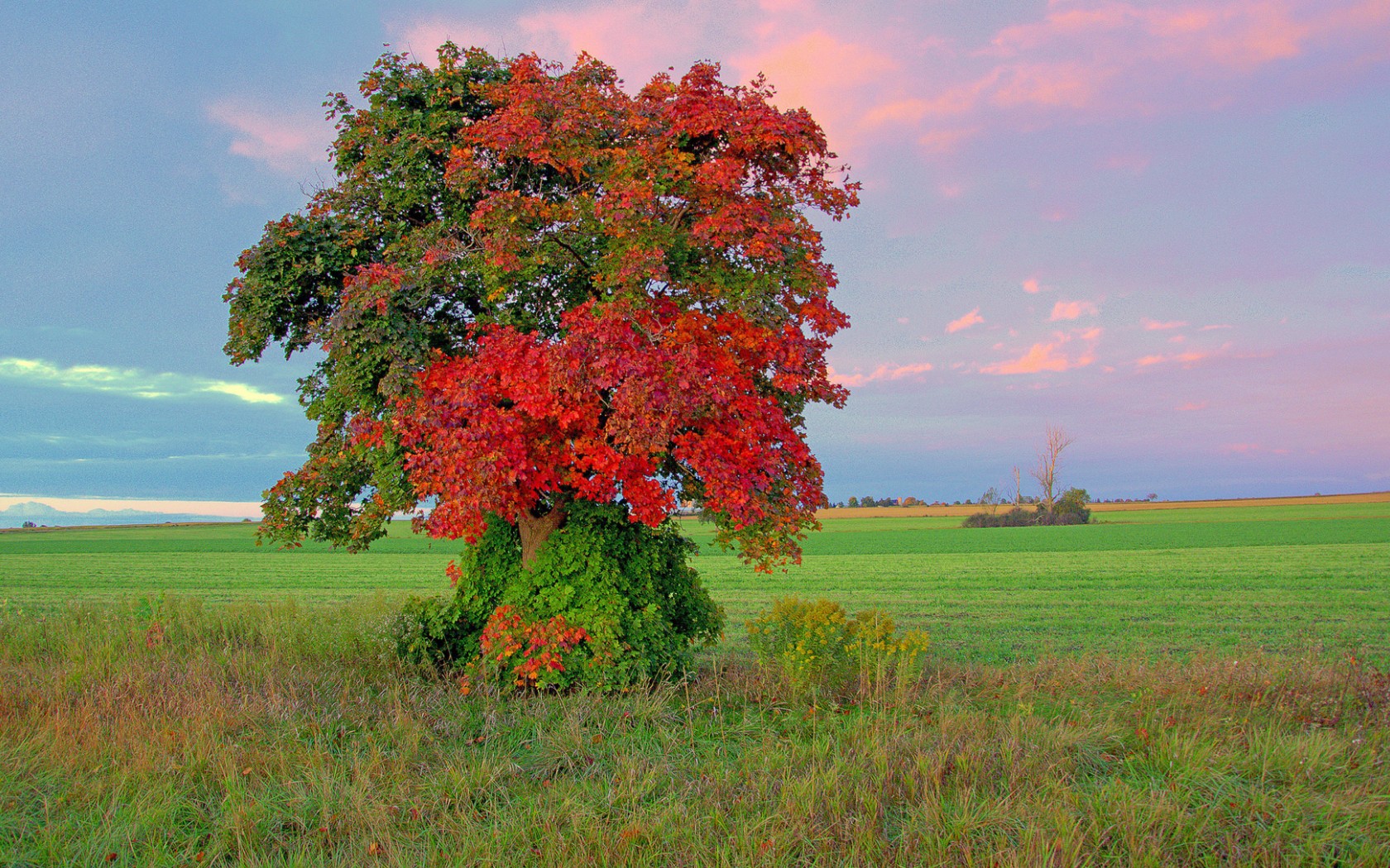 Free download wallpaper Tree, Fall, Earth, Field on your PC desktop