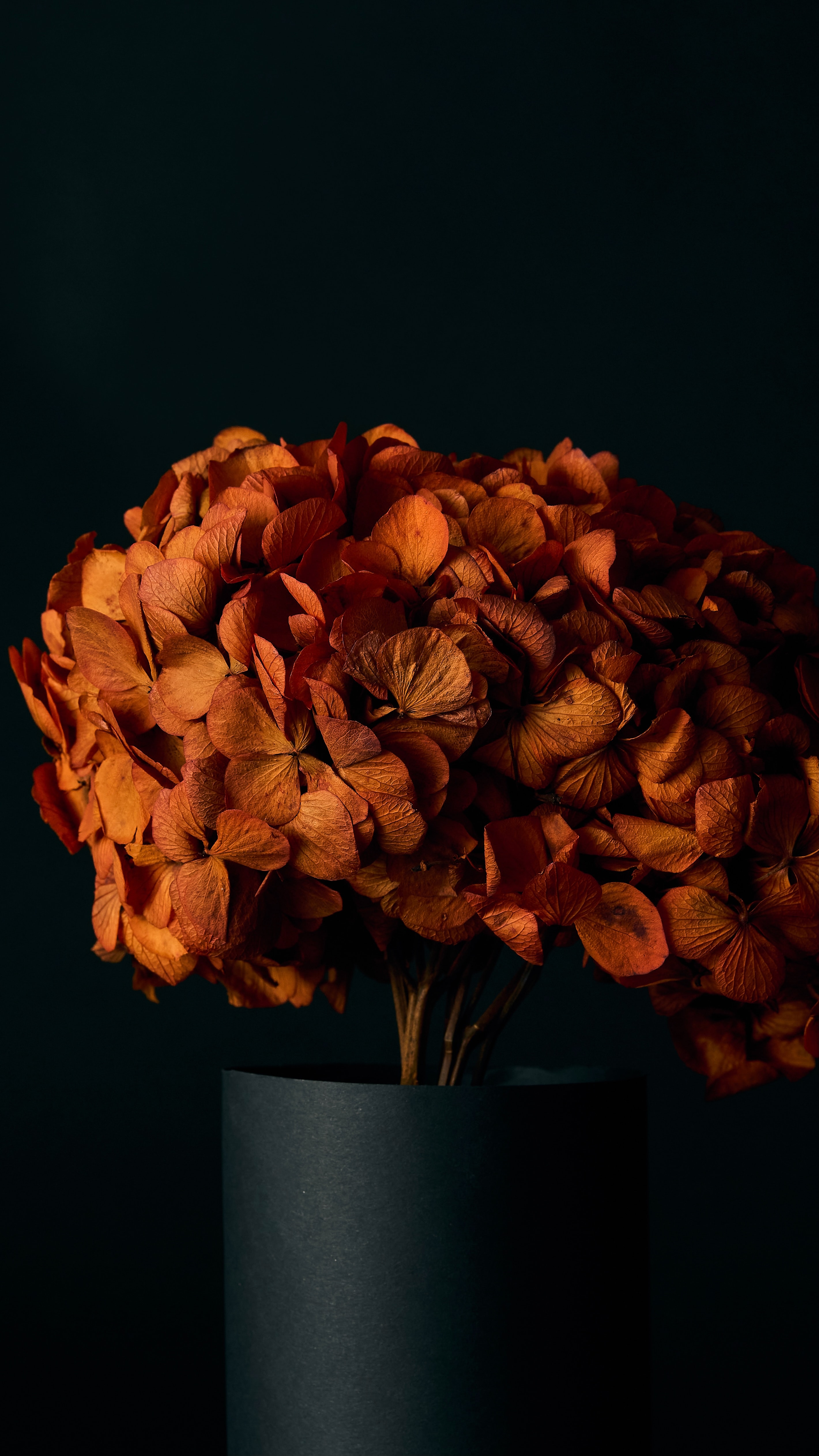 104445 скачать картинку гортензия, цветы, лепестки, оранжевый, оранжевые - обои и заставки бесплатно