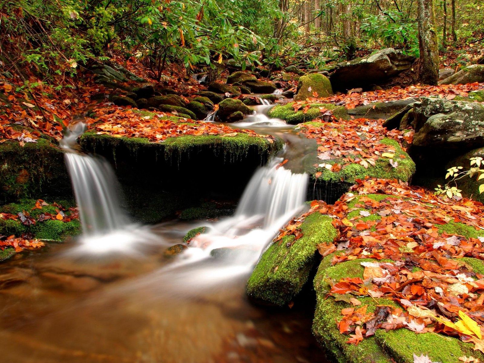 57329 скачать обои река, осень, лес, природа, вода, камни, листья, мох, исток - заставки и картинки бесплатно