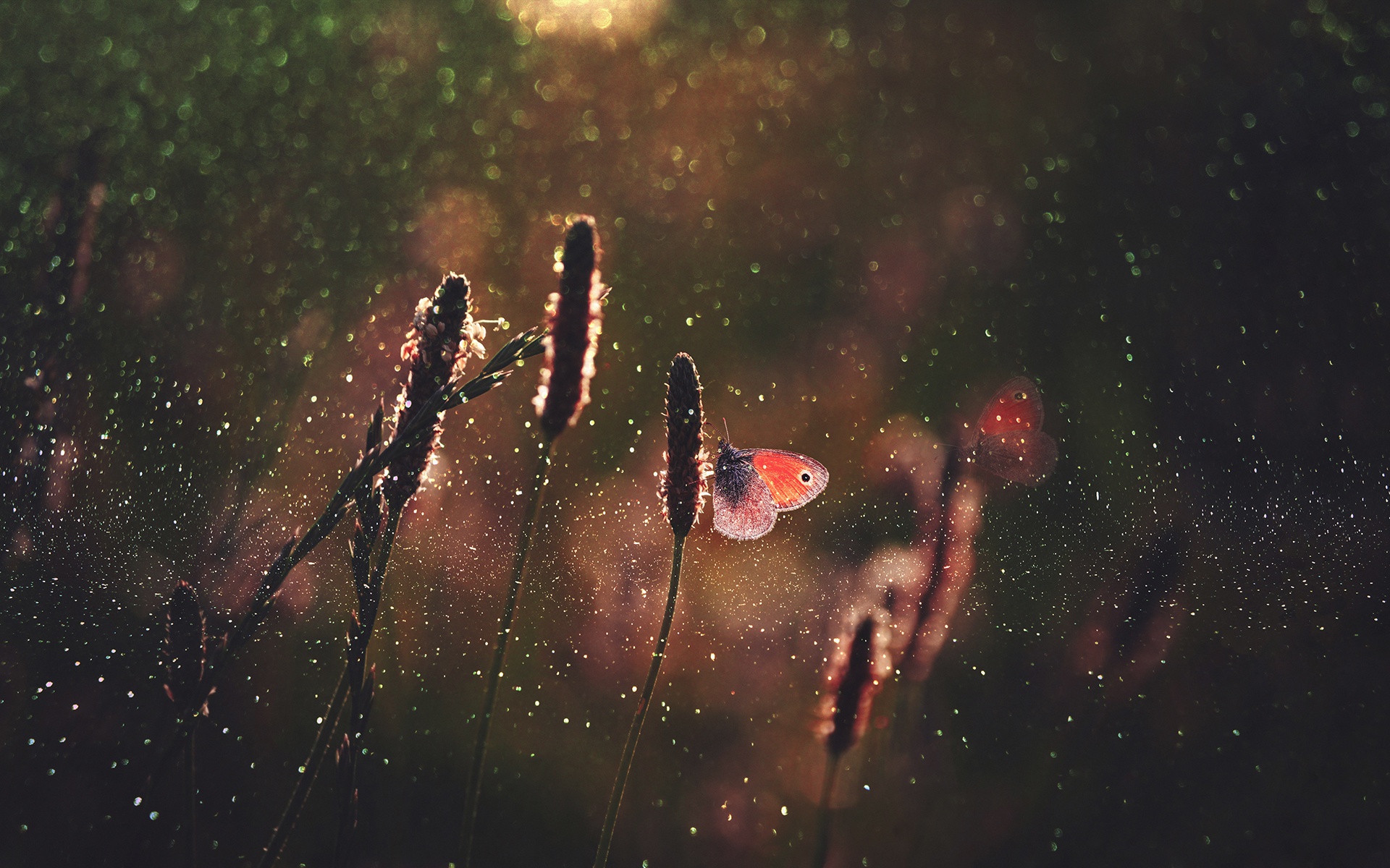 Download mobile wallpaper Plant, Macro, Insect, Butterfly, Animal, Bokeh for free.