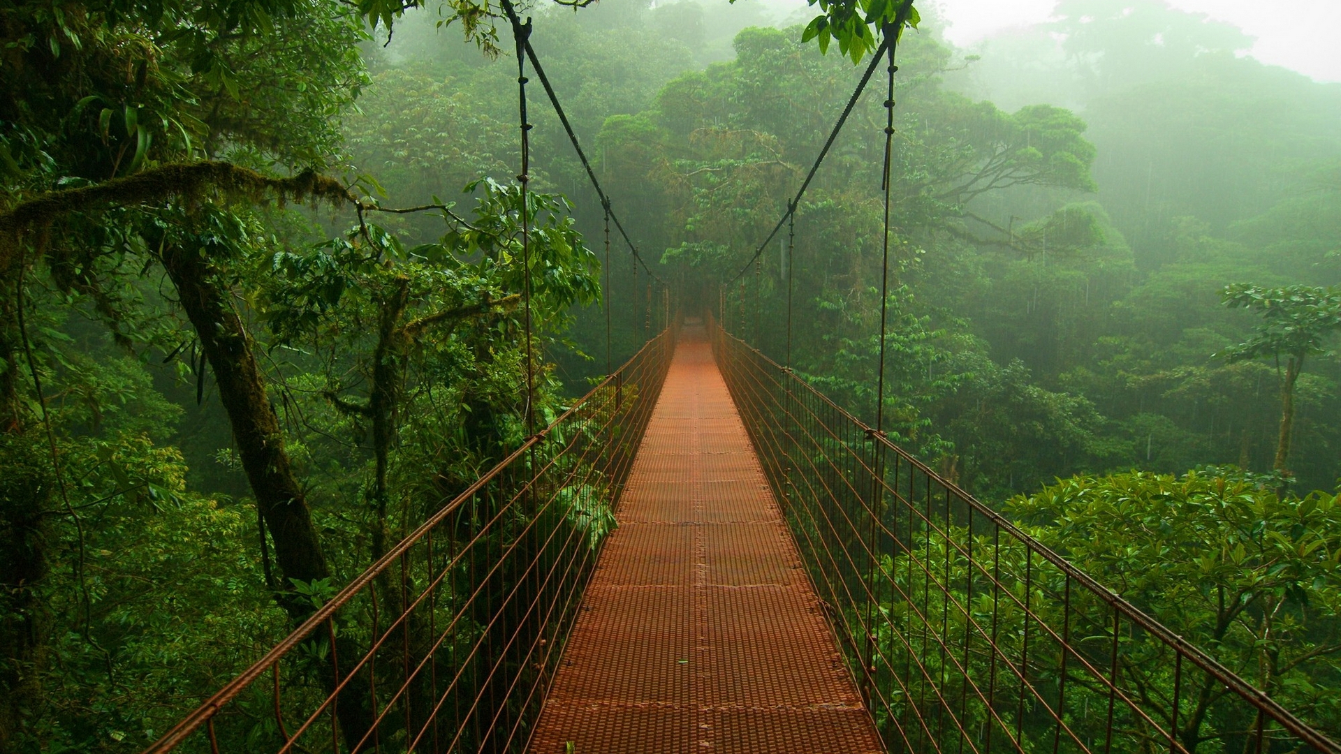 314712 baixar papel de parede ponte, floresta, feito pelo homem, selva, floresta tropical, pontes - protetores de tela e imagens gratuitamente