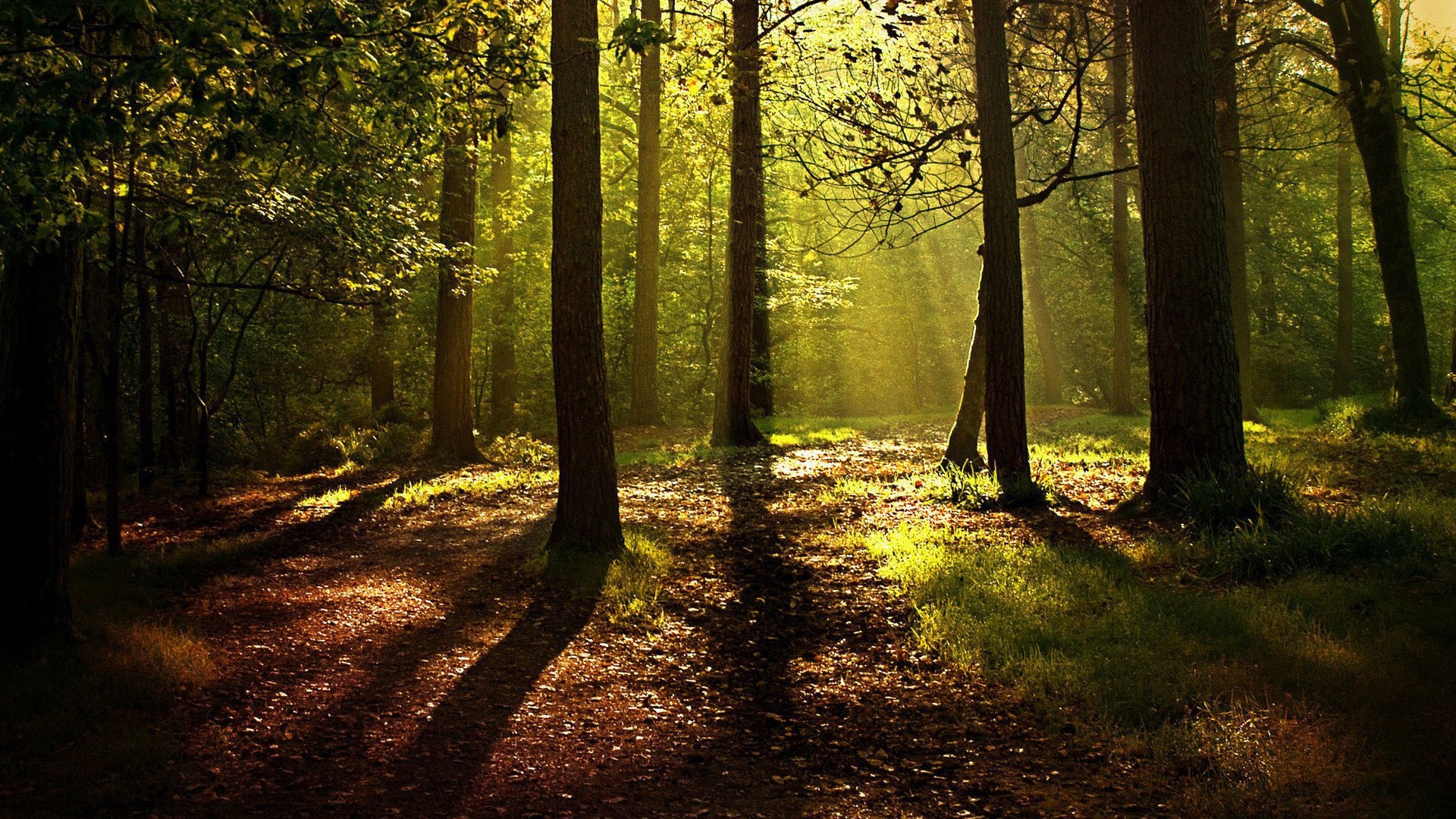 Free download wallpaper Forest, Tree, Earth on your PC desktop