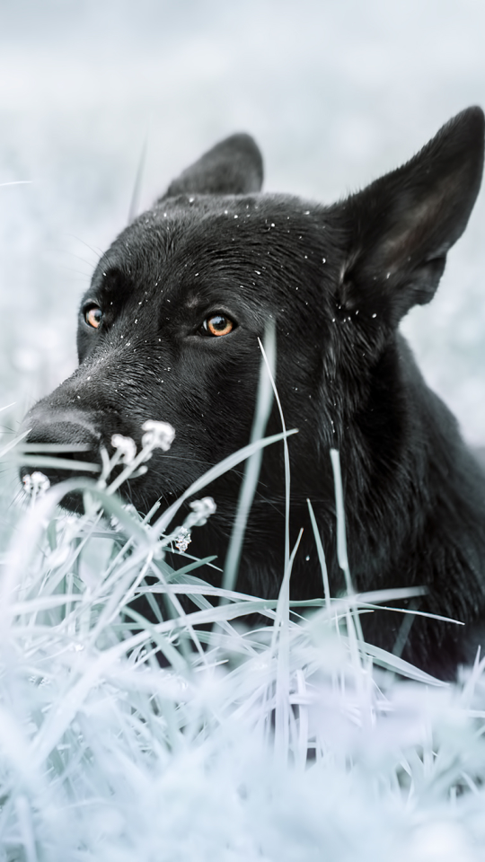 Descarga gratuita de fondo de pantalla para móvil de Animales, Perros, Perro, Pastor Alemán.