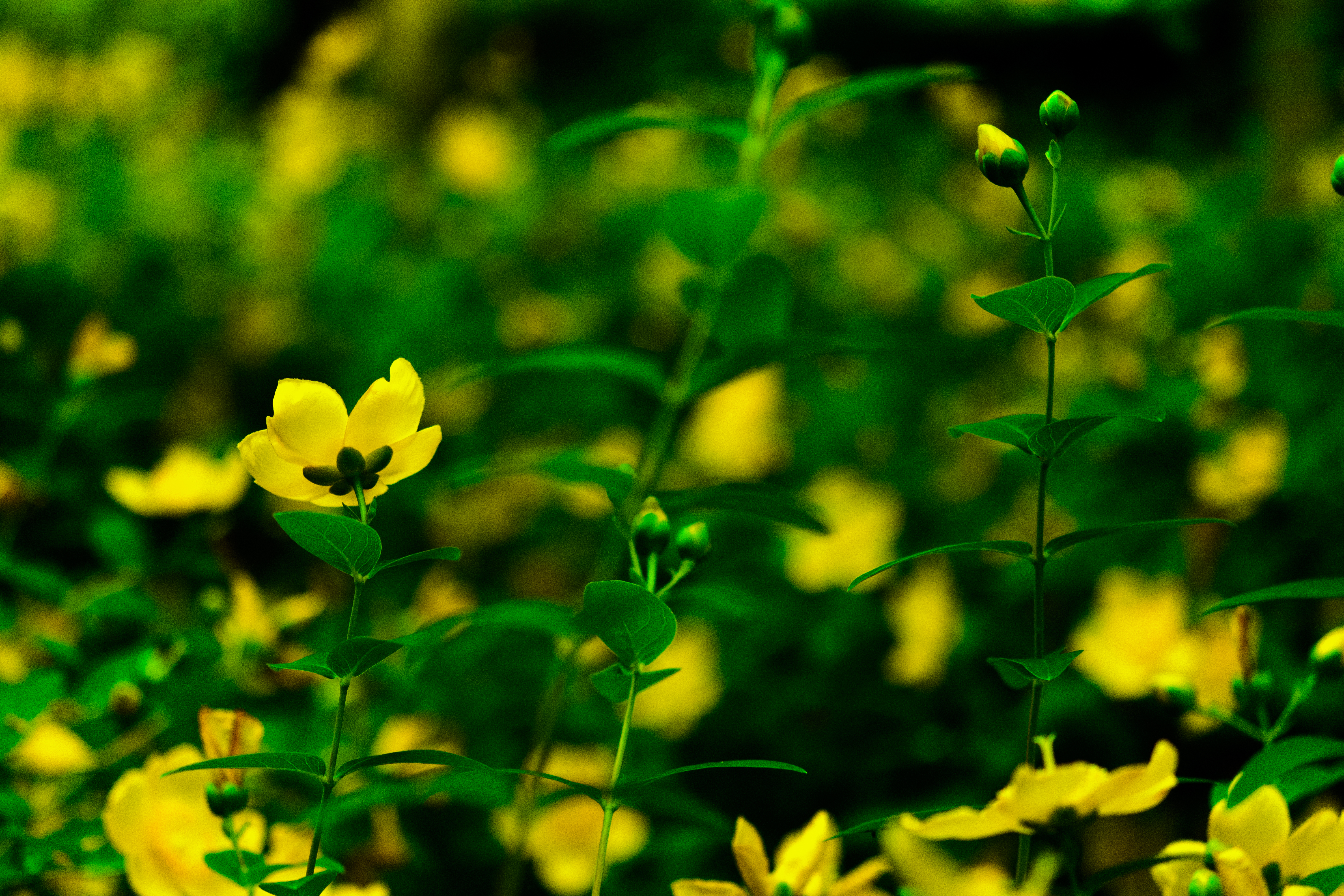 Скачать обои бесплатно Желтый, Цветы, Цветение, Растения картинка на рабочий стол ПК