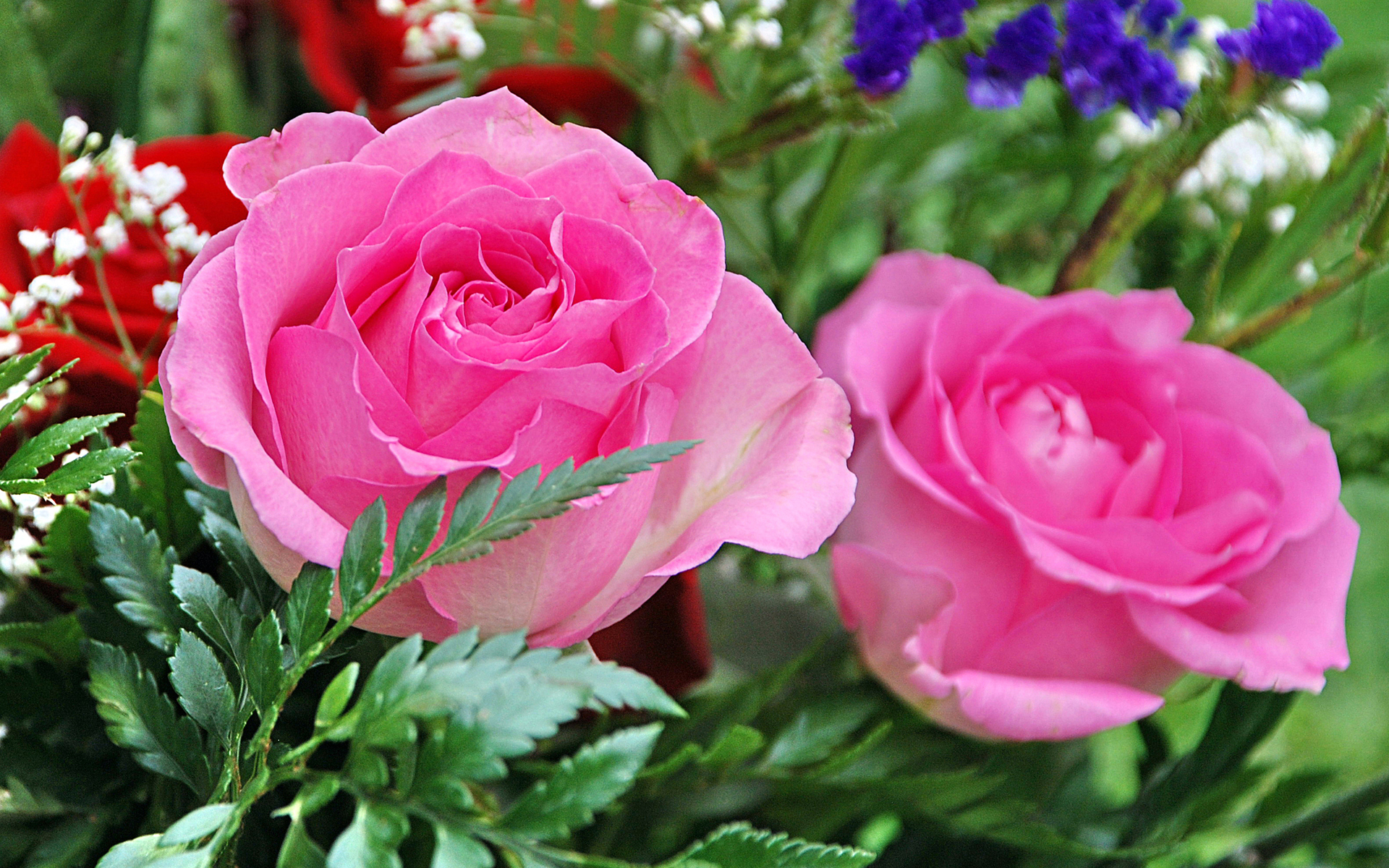 277373 завантажити картинку роза, земля, квітка, рожева троянда, флауерзи - шпалери і заставки безкоштовно