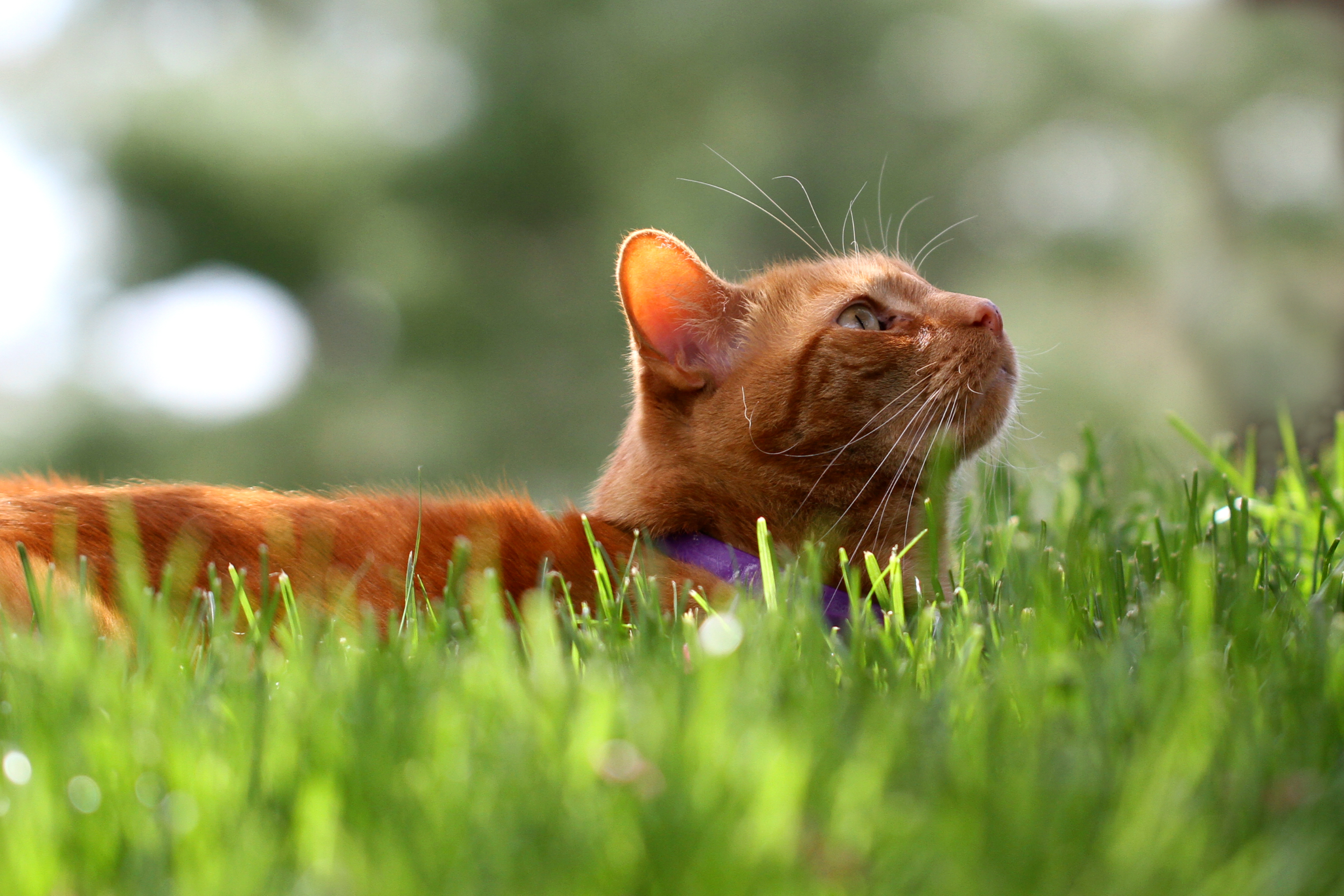 Laden Sie das Tiere, Katzen, Katze, Bokeh, Gras-Bild kostenlos auf Ihren PC-Desktop herunter
