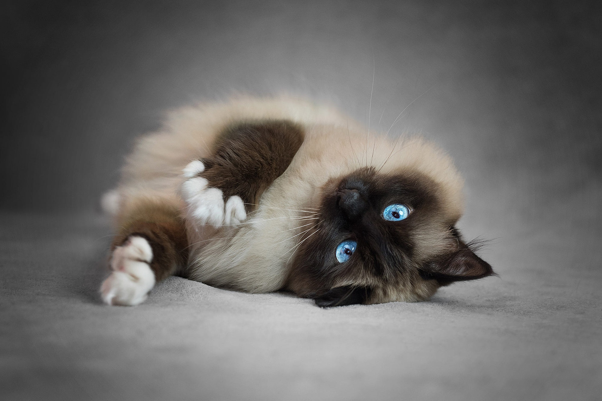 Скачать обои бесплатно Животные, Кошка, Кошки, Голубые Глаза картинка на рабочий стол ПК