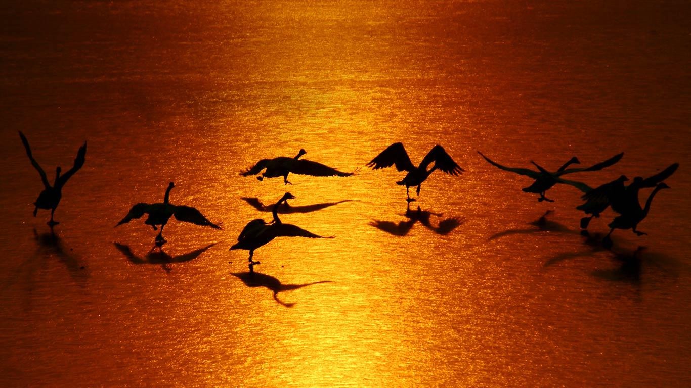 Téléchargez des papiers peints mobile Animaux, Oiseau, Des Oiseaux gratuitement.