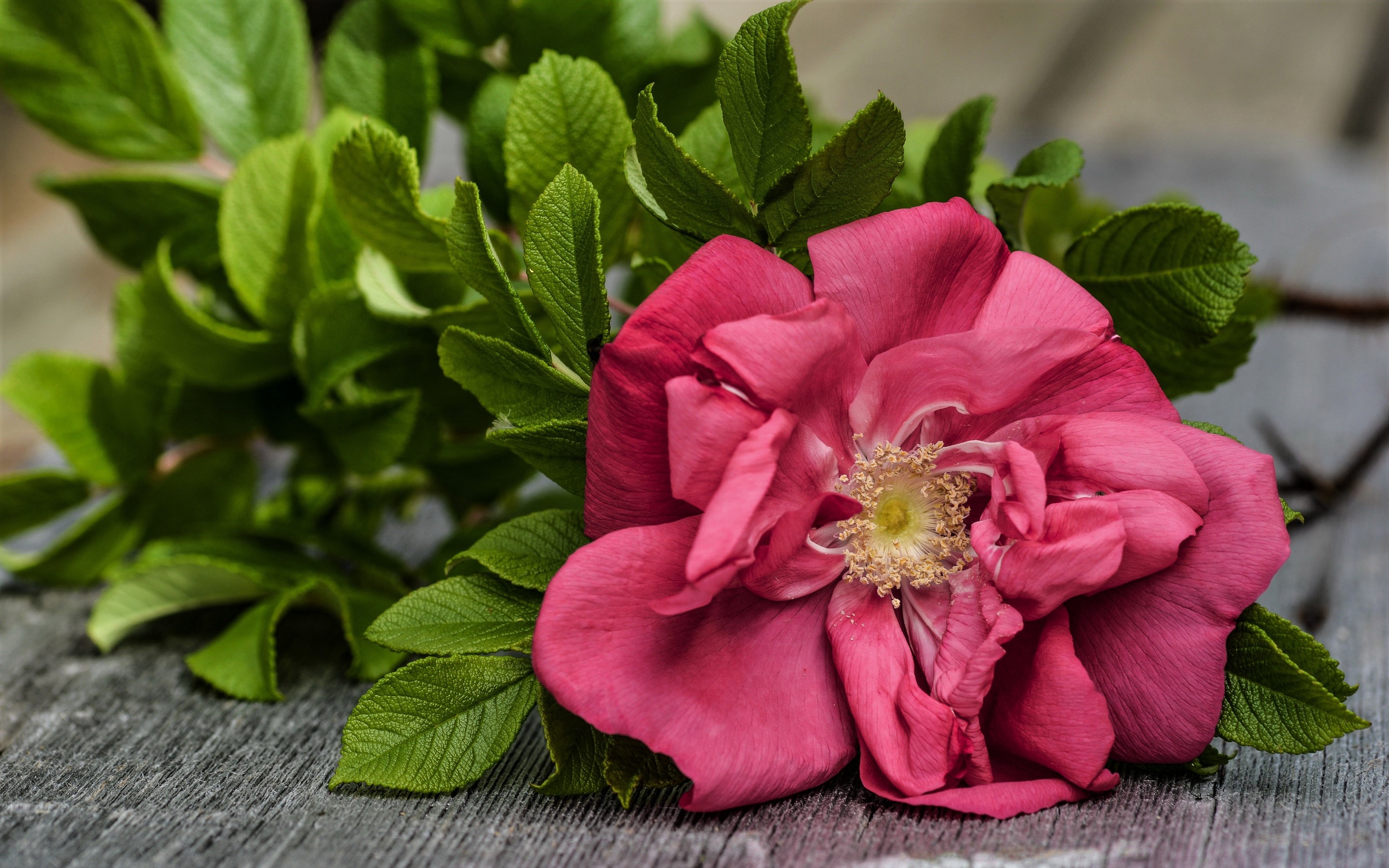 PCデスクトップにフラワーズ, 葉, 花, 薔薇, 地球, ピンクの花, ピンクのバラ画像を無料でダウンロード