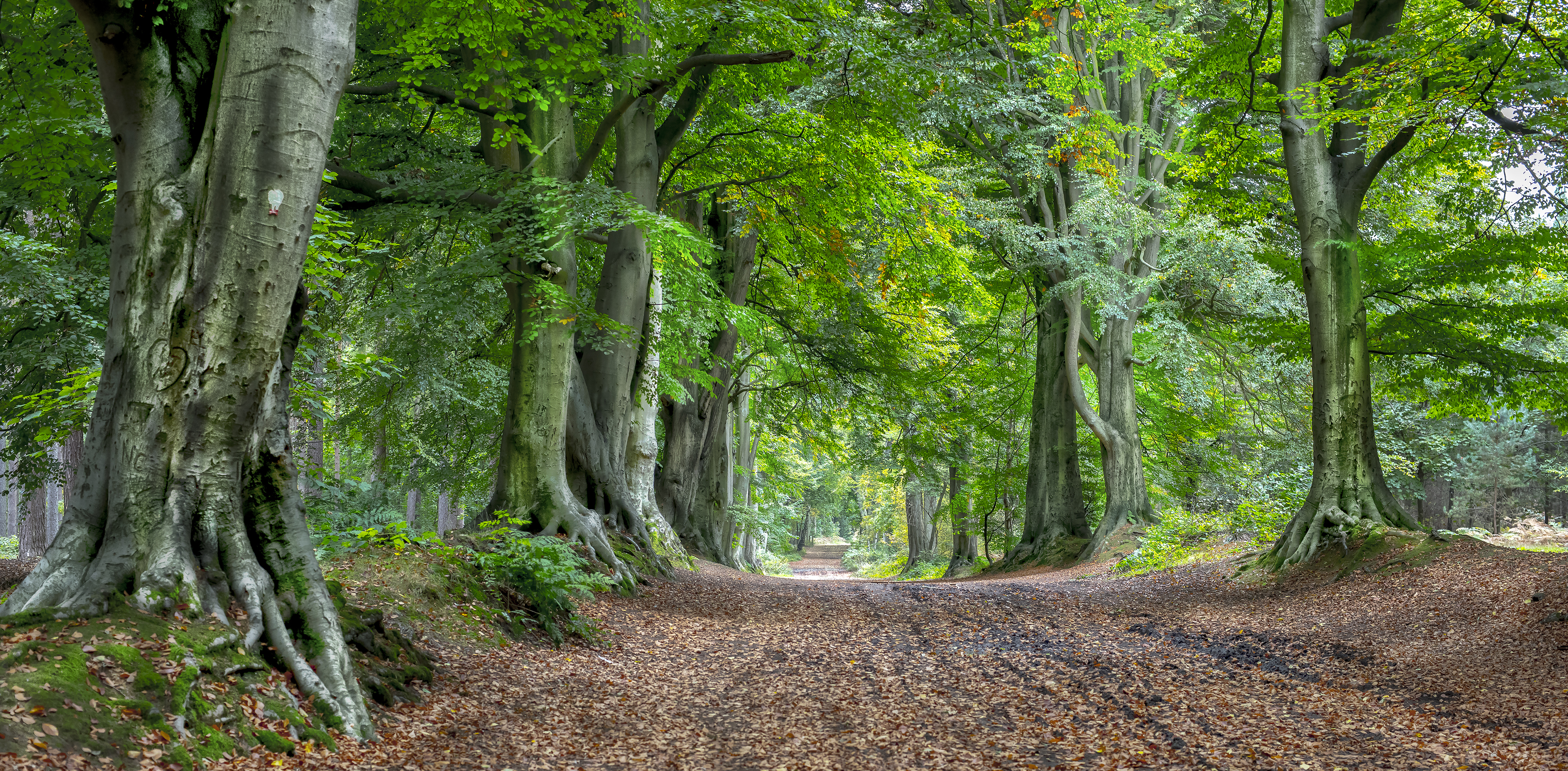 Free download wallpaper Forest, Tree, Earth, Path, Dirt Road on your PC desktop