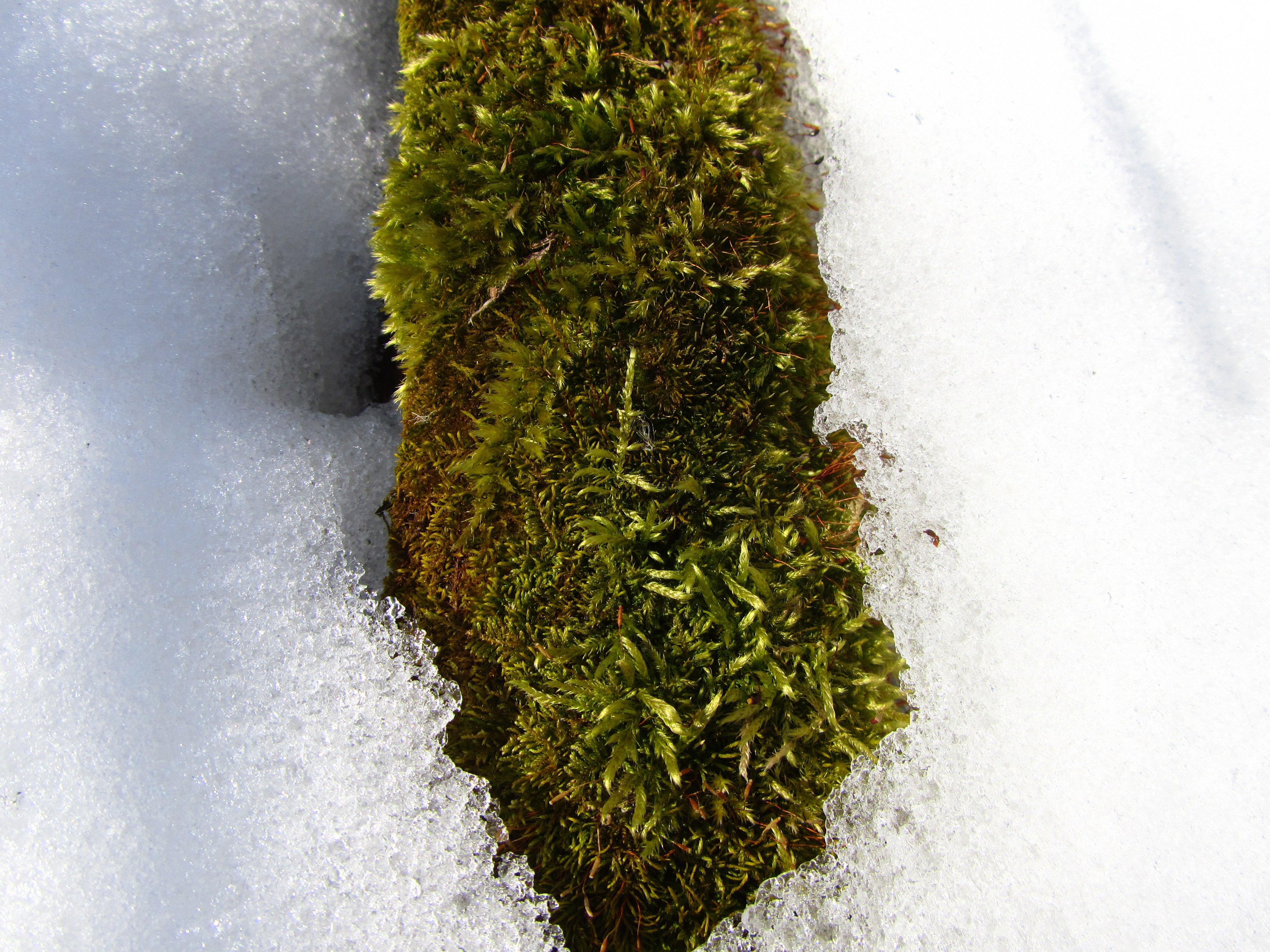 Download mobile wallpaper Earth, Moss for free.