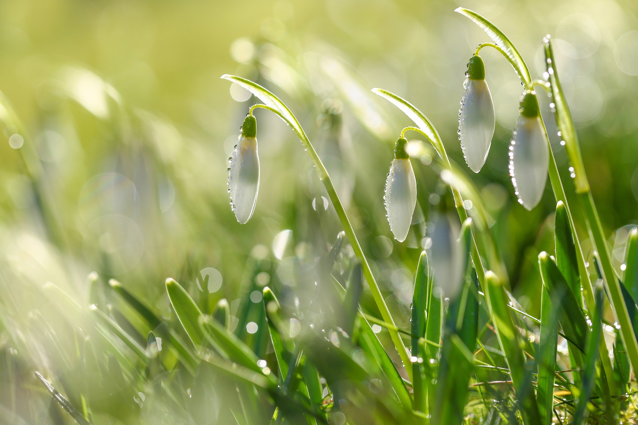 Free download wallpaper Flowers, Flower, Close Up, Earth, Spring, Bokeh, Snowdrop, White Flower on your PC desktop
