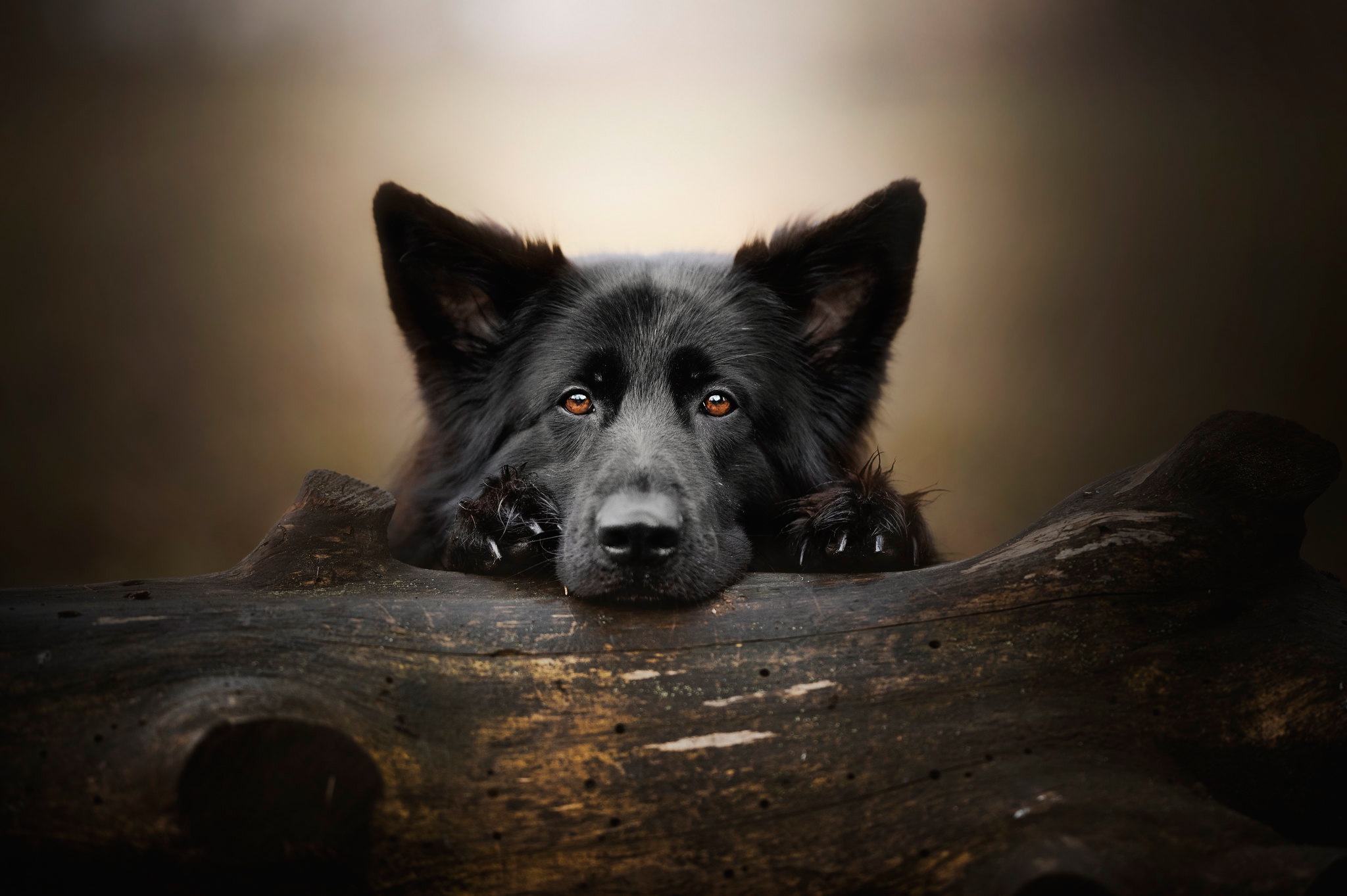 Téléchargez gratuitement l'image Animaux, Chiens, Berger Allemand, Regard sur le bureau de votre PC