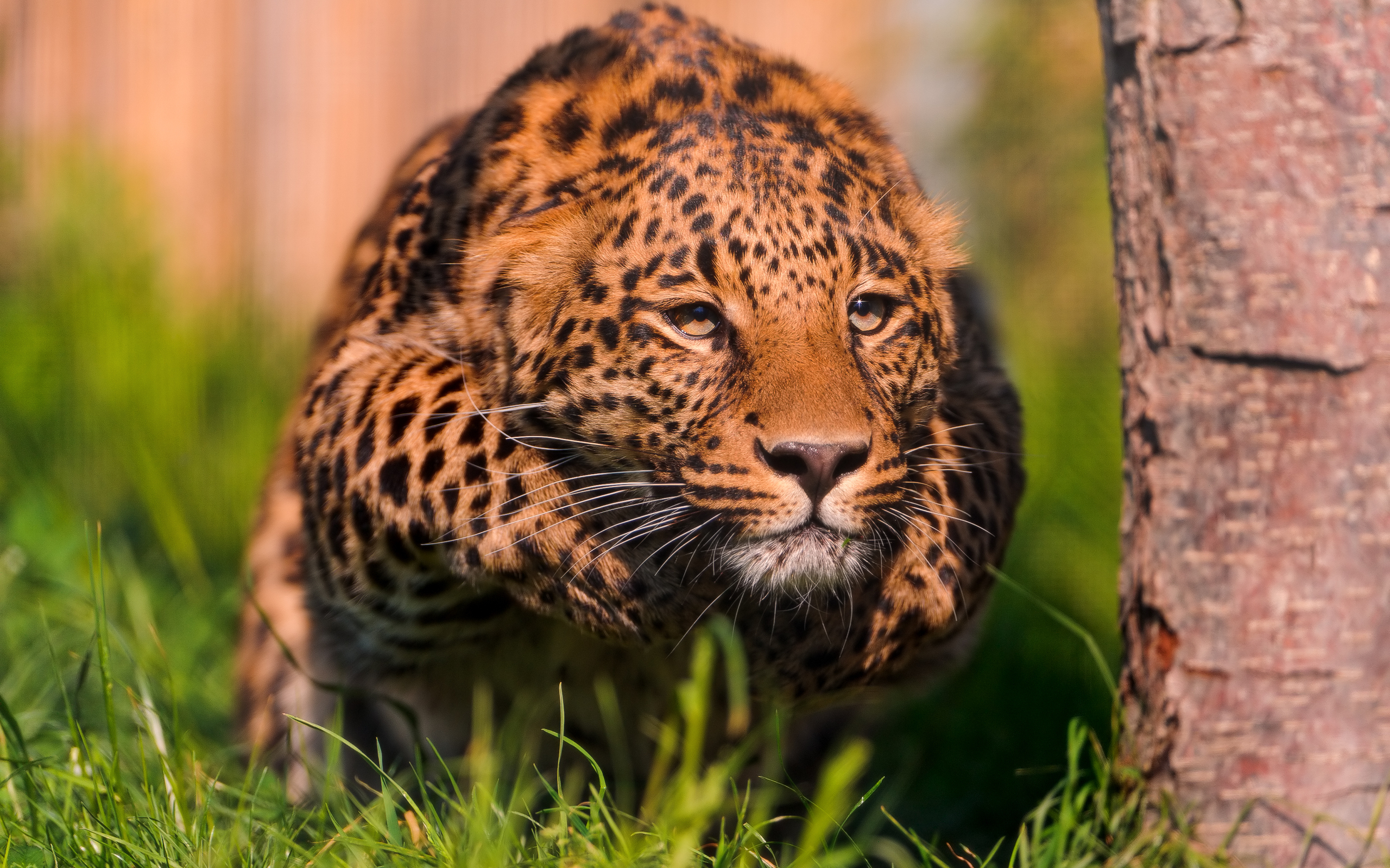 Téléchargez des papiers peints mobile Animaux, Chats, Léopard gratuitement.