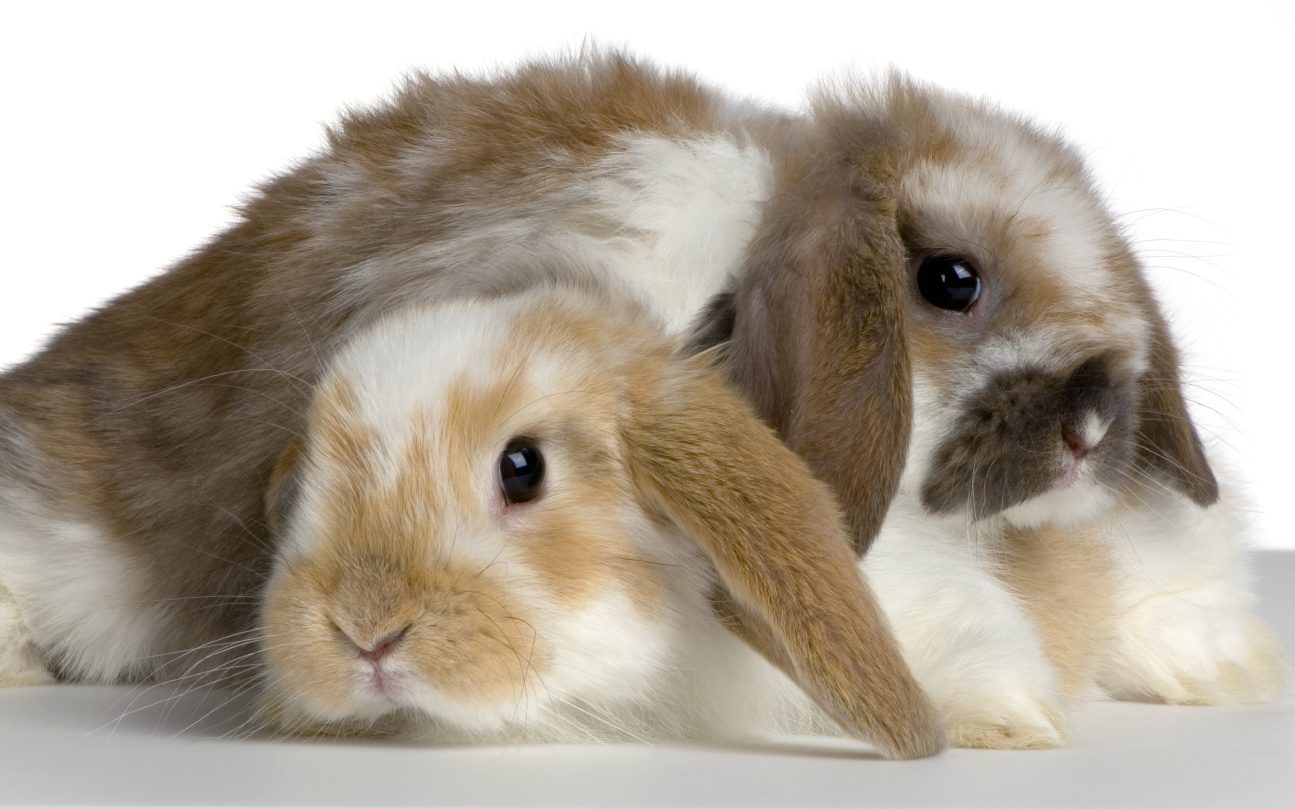 Free download wallpaper Animal, Rabbit on your PC desktop