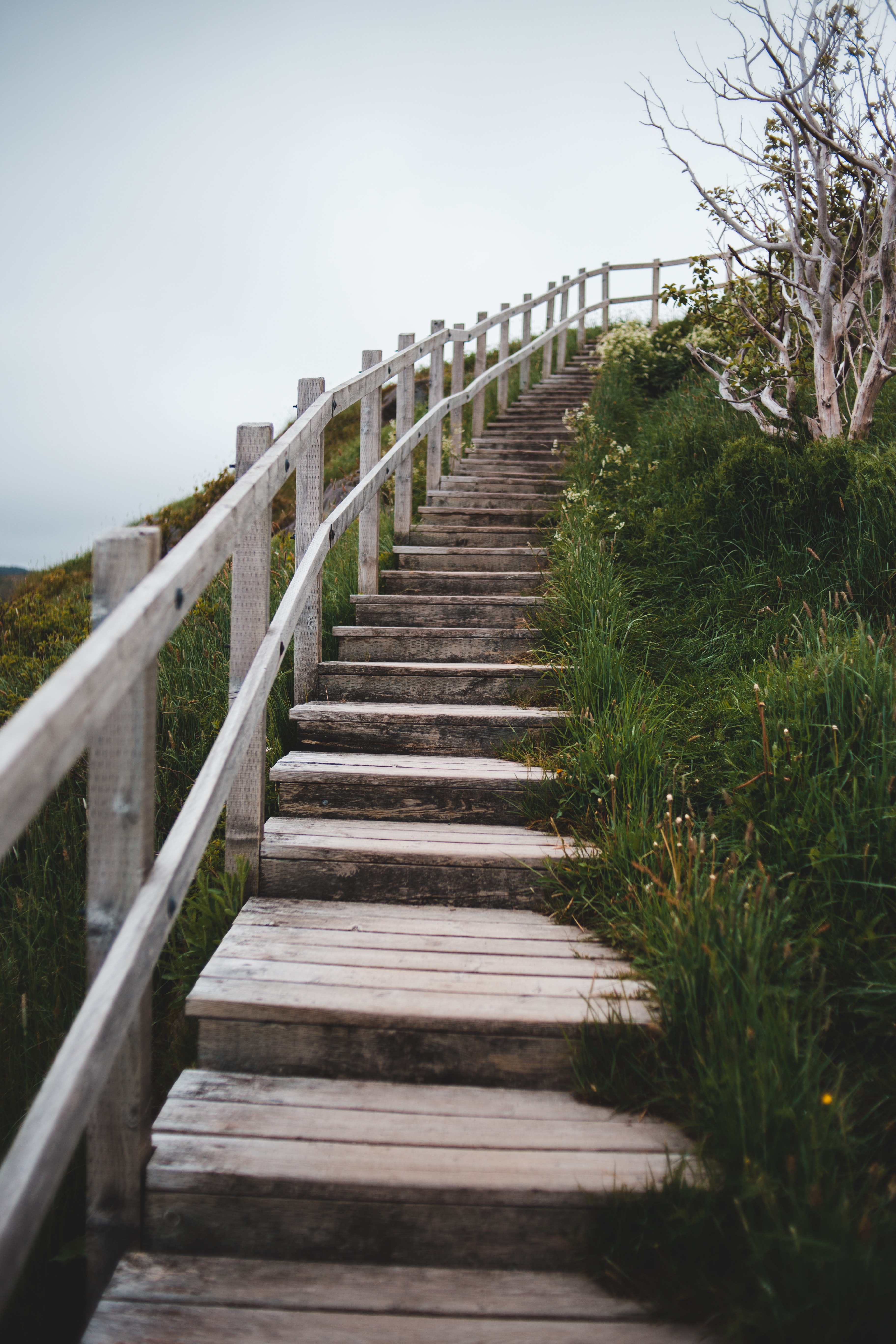 Download mobile wallpaper Ladder, Bush, Steps, Grass, Stairs, Nature for free.