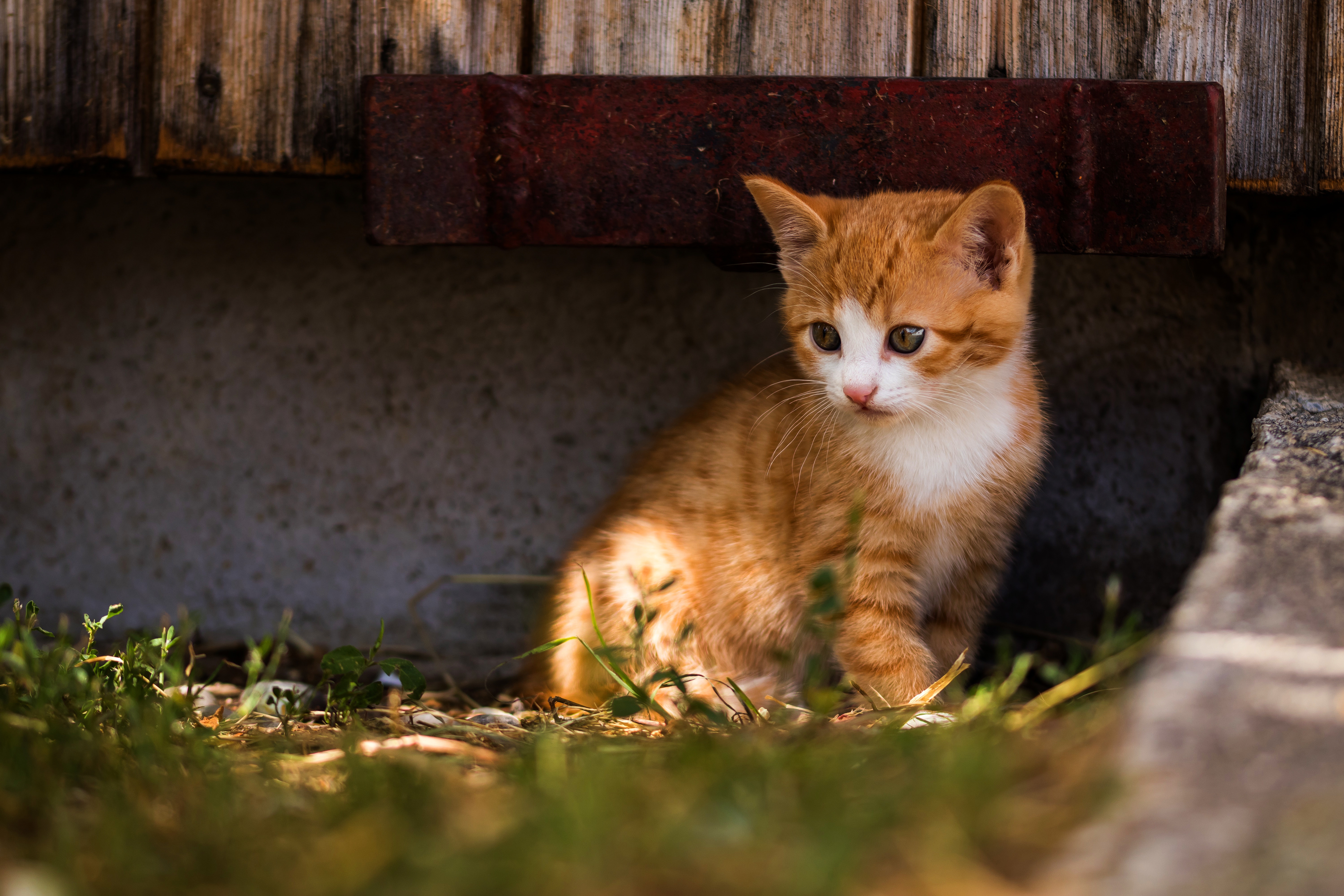 Скачать картинку Животные, Котенок, Кошка, Кошки, Детеныш Животного в телефон бесплатно.