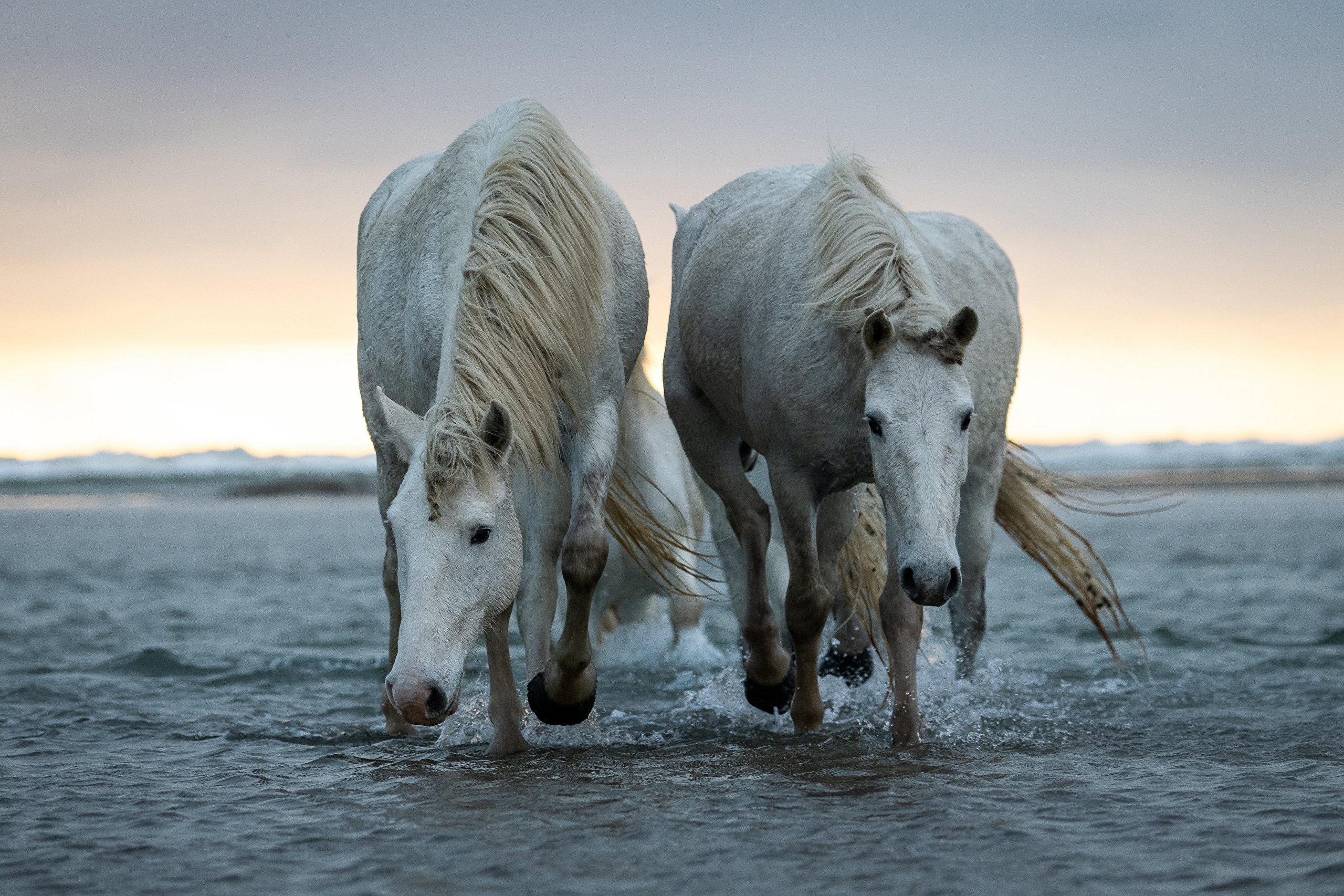 Laden Sie das Tiere, Hauspferd-Bild kostenlos auf Ihren PC-Desktop herunter