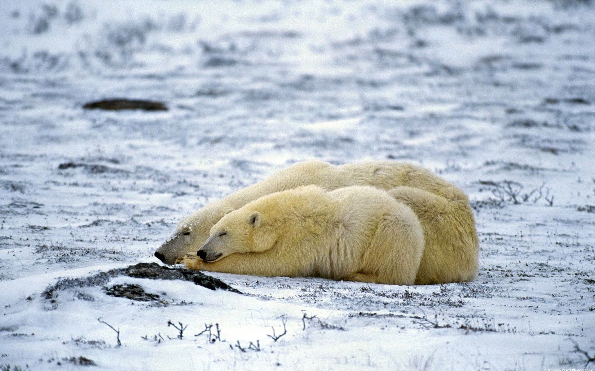 PCデスクトップに動物, 雪, 嘘, 双, 横になります, 睡眠, 夢, カップル, 北極熊, ホッキョクグマ画像を無料でダウンロード