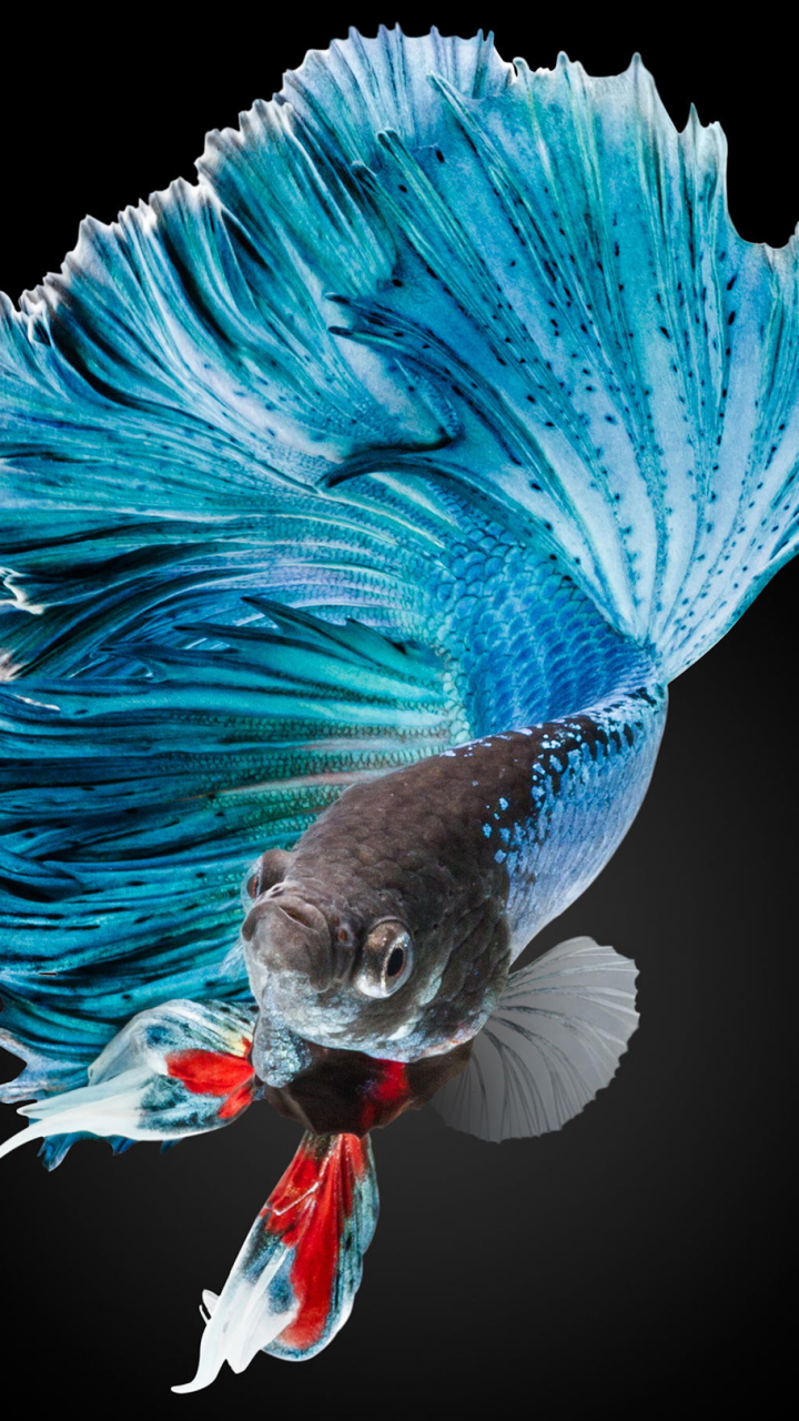 1298153 télécharger le fond d'écran animaux, betta, poisson combattant siamois - économiseurs d'écran et images gratuitement