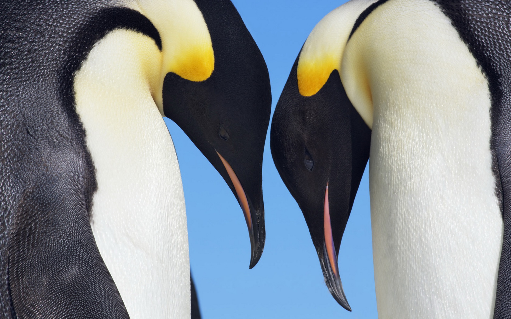 294095 descargar fondo de pantalla animales, pingüino emperador, aves: protectores de pantalla e imágenes gratis