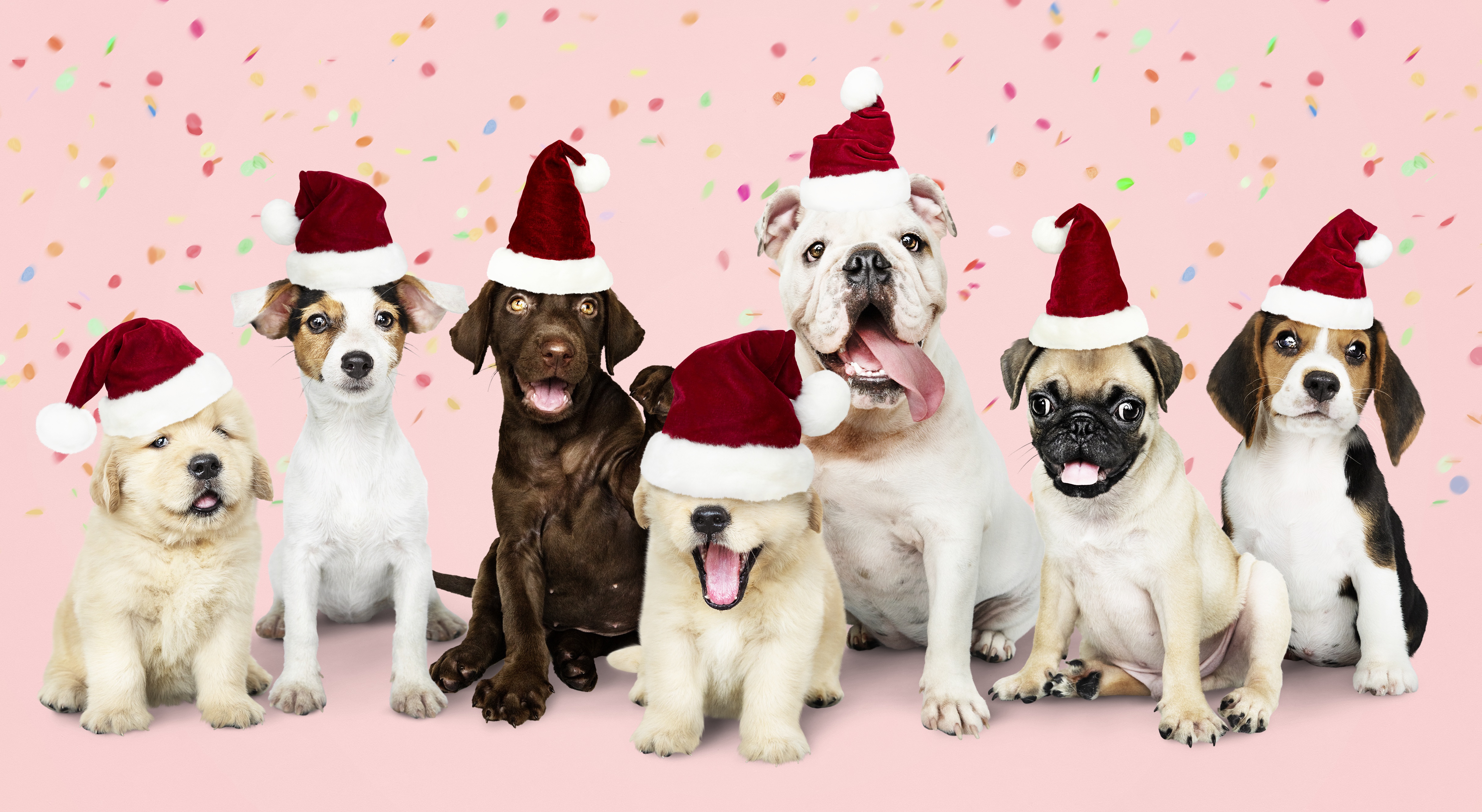 Free download wallpaper Dogs, Dog, Animal, Santa Hat on your PC desktop