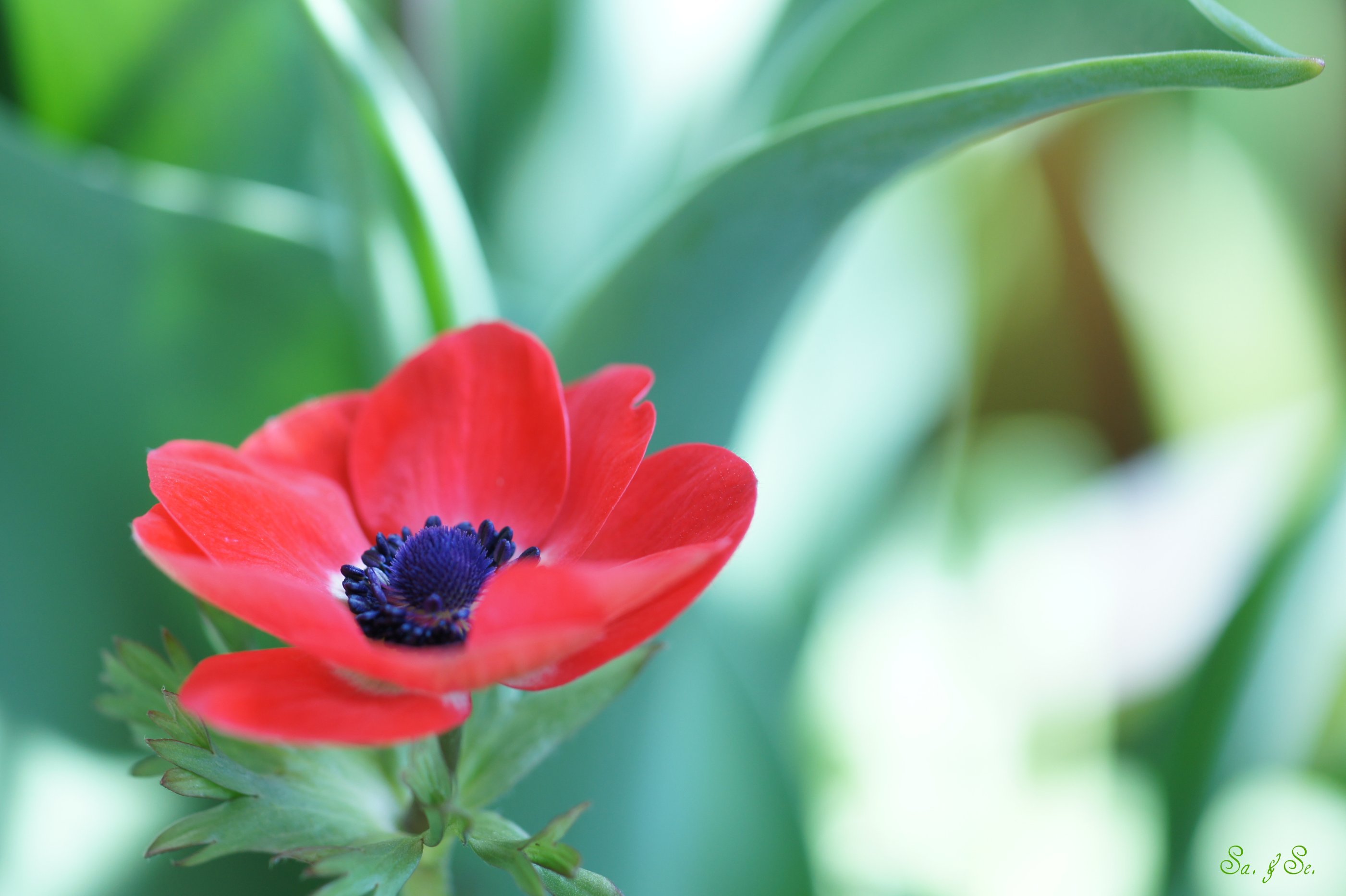 Free download wallpaper Flowers, Earth, Poppy on your PC desktop