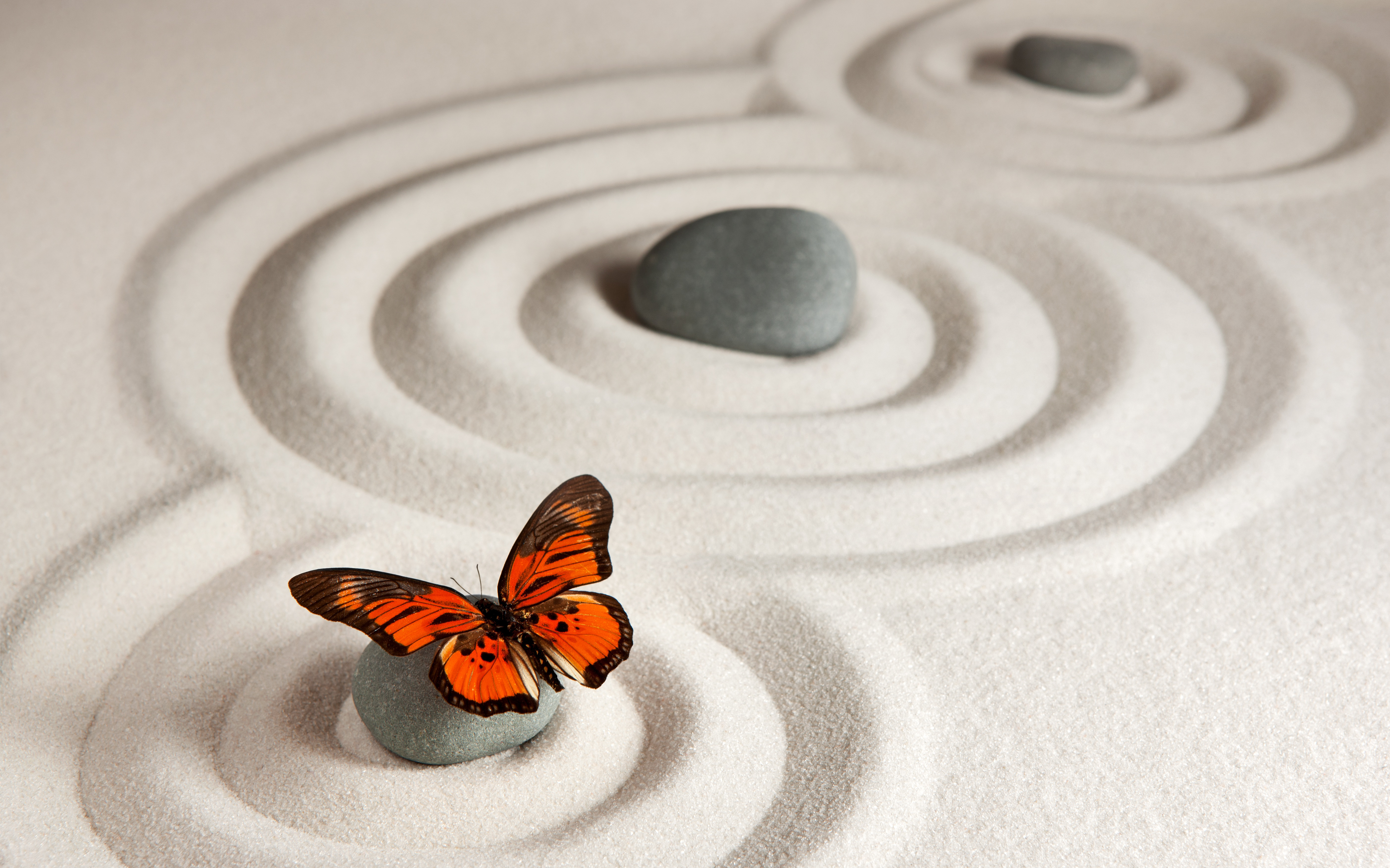 zen, butterfly, animal, monarch butterfly, sand, stone