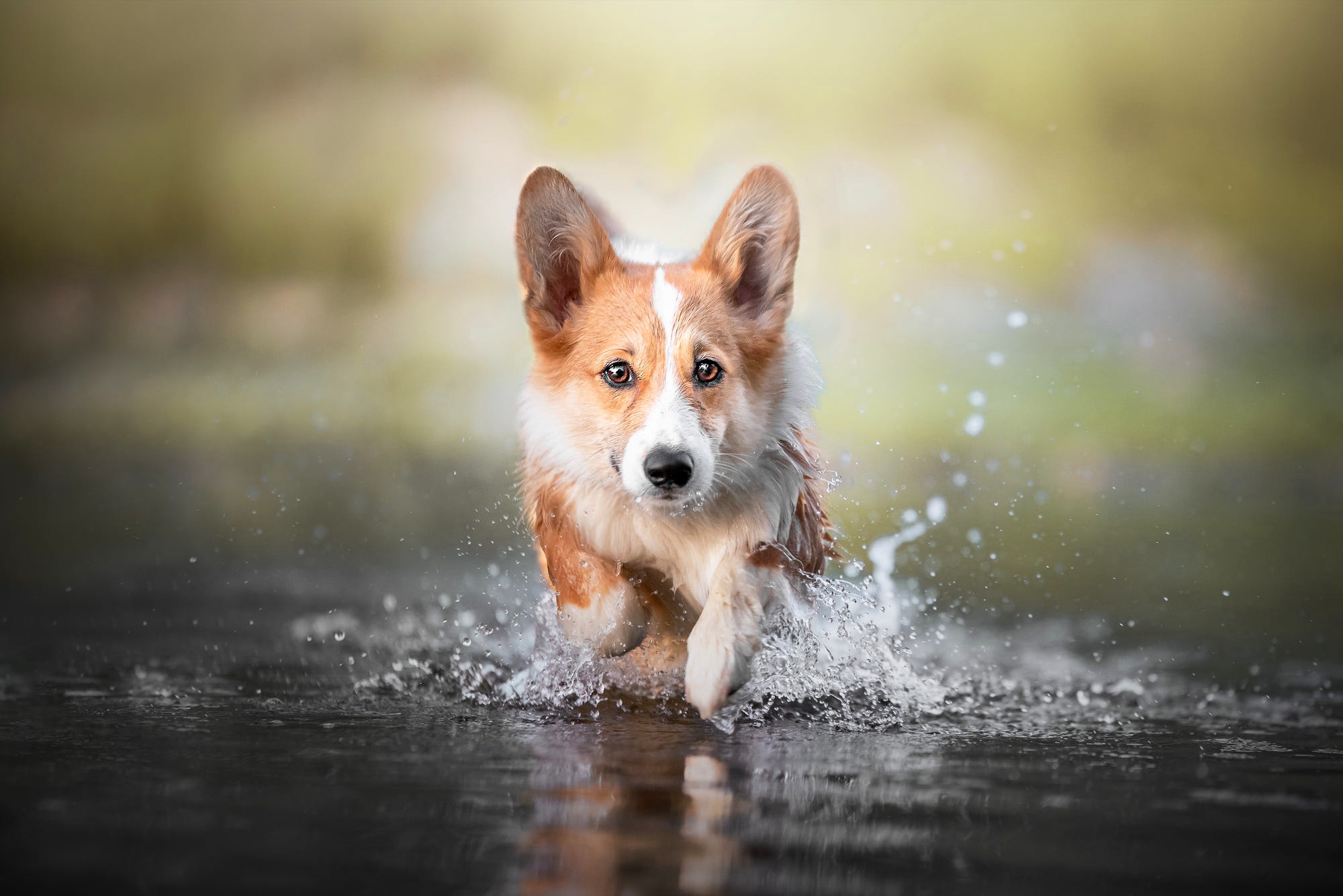 Download mobile wallpaper Dogs, Dog, Splash, Animal, Corgi for free.