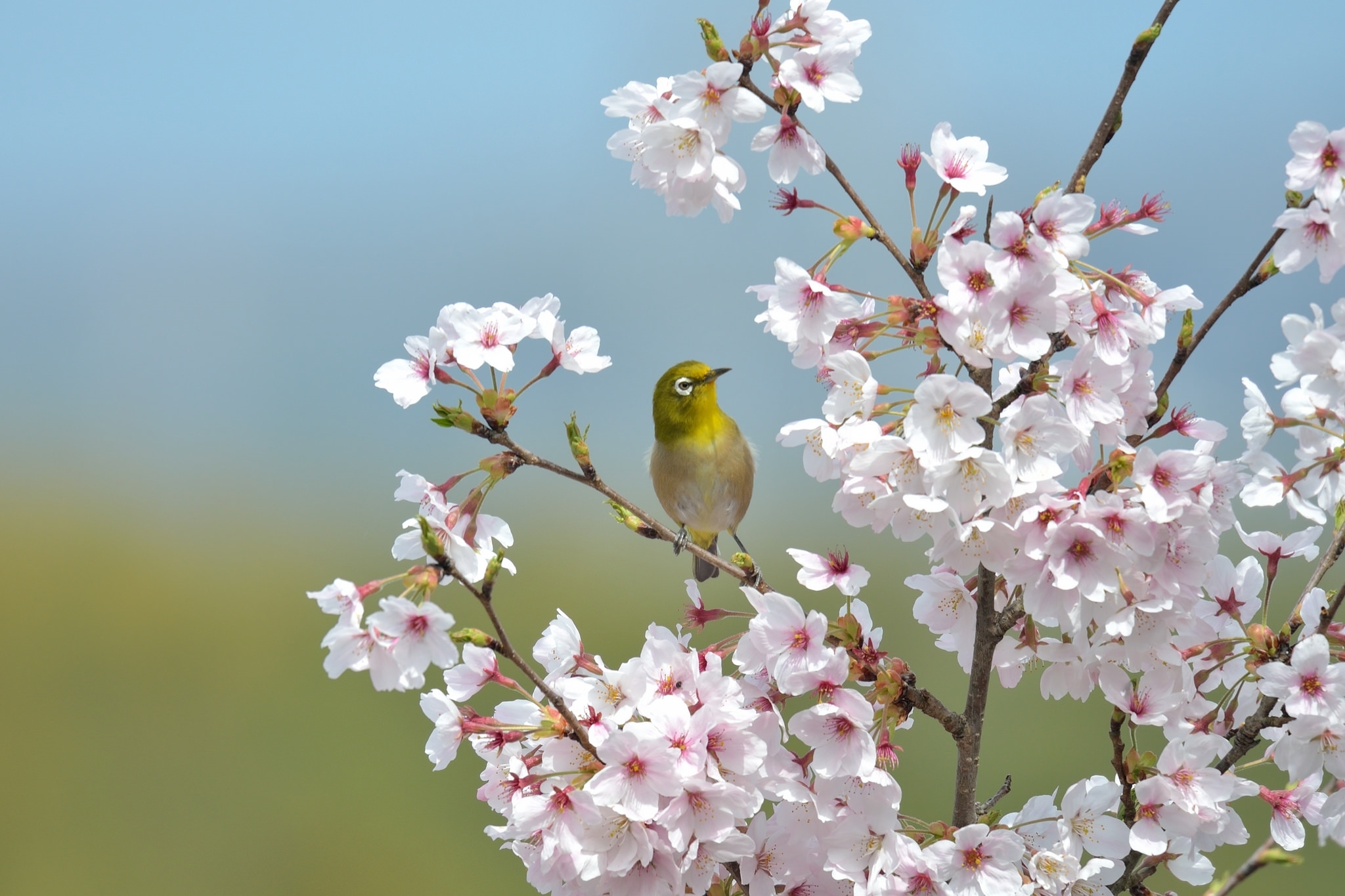 401450 Hintergrundbild herunterladen tiere, japanbrillenvogel, vogel, blüte, verwischen, blume, weiße blume, vögel - Bildschirmschoner und Bilder kostenlos