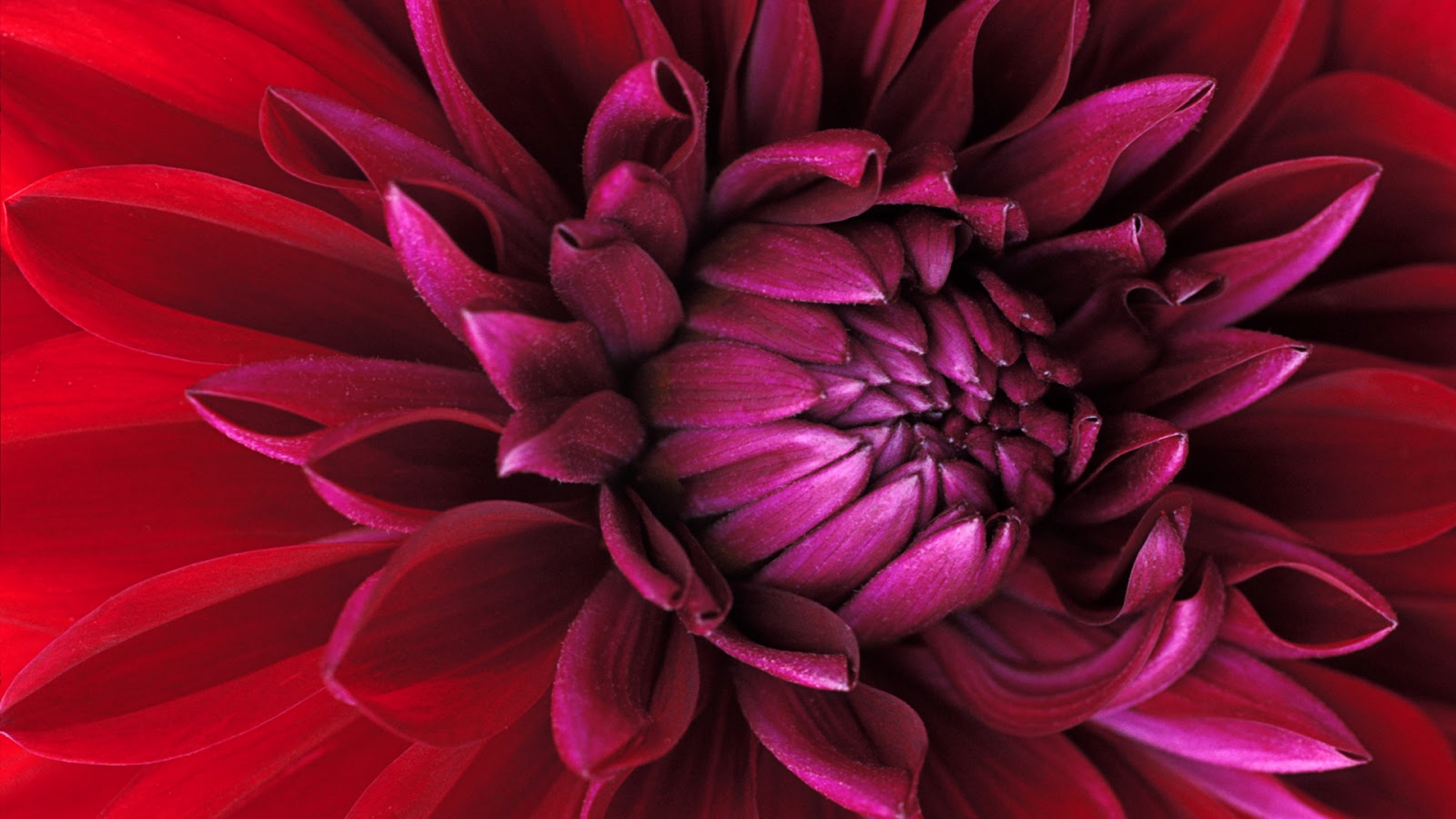 Téléchargez gratuitement l'image Fleurs, Fleur, Dahlia, Pourpre, Magenta, Fleur Rouge, Terre/nature sur le bureau de votre PC