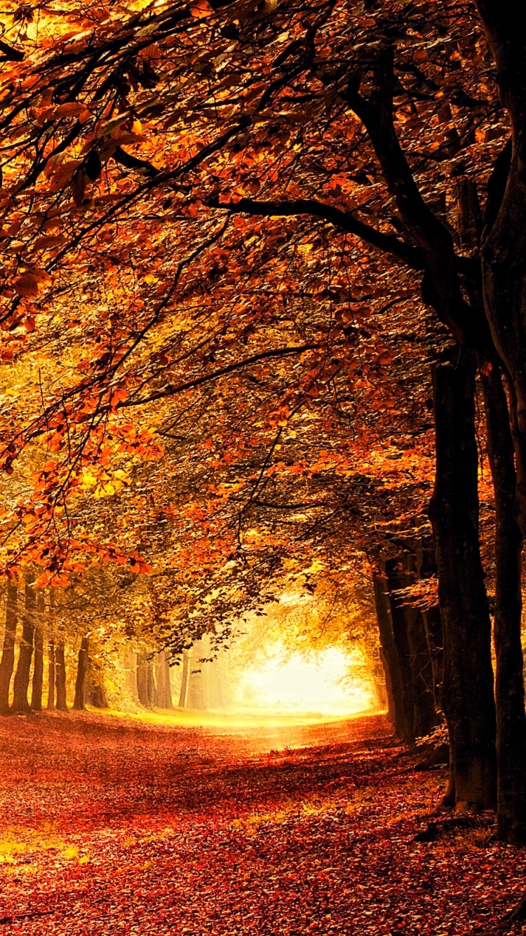 Download mobile wallpaper Forest, Tree, Fall, Earth, Path for free.