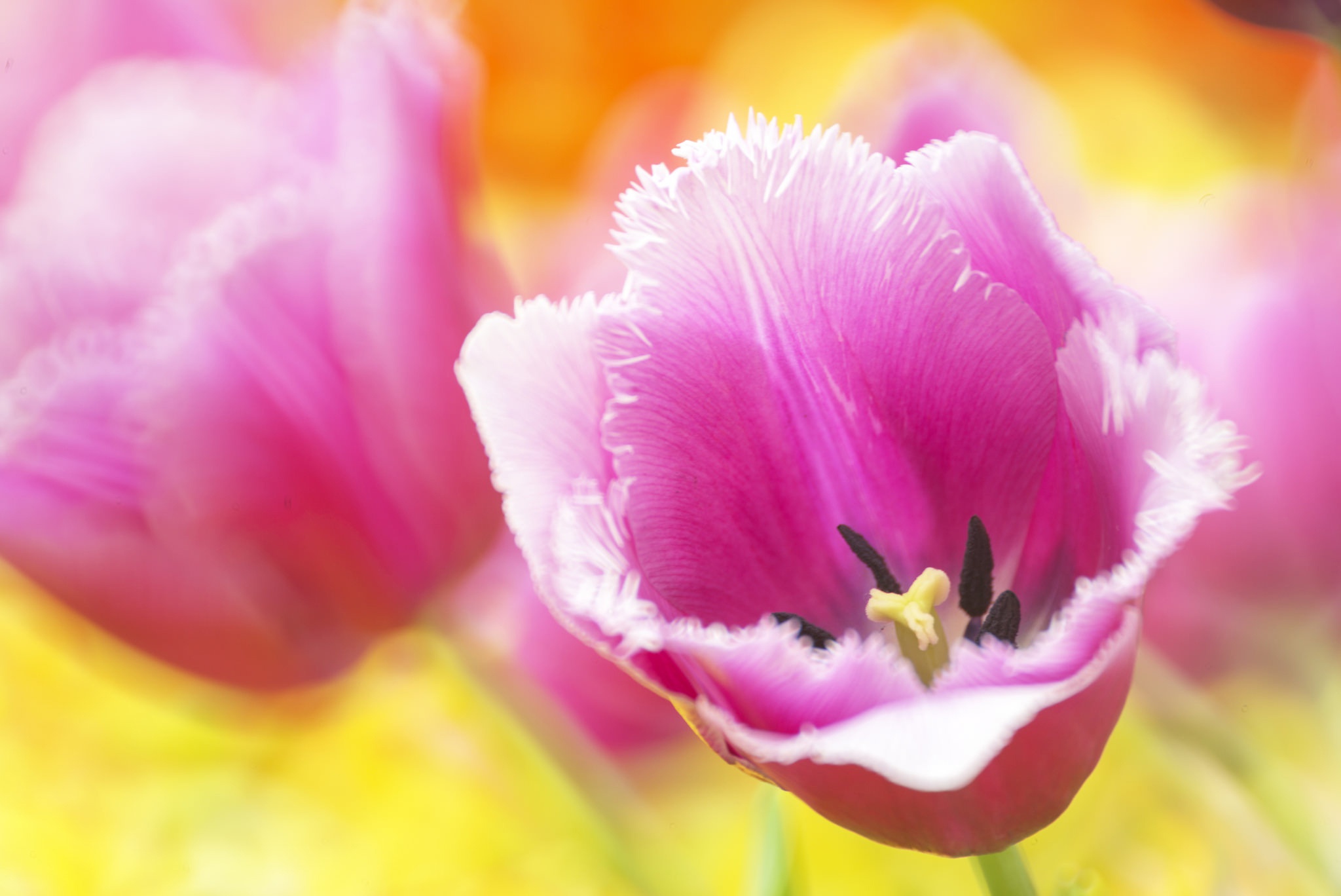 Download mobile wallpaper Nature, Flowers, Flower, Macro, Earth, Tulip, Pink Flower for free.