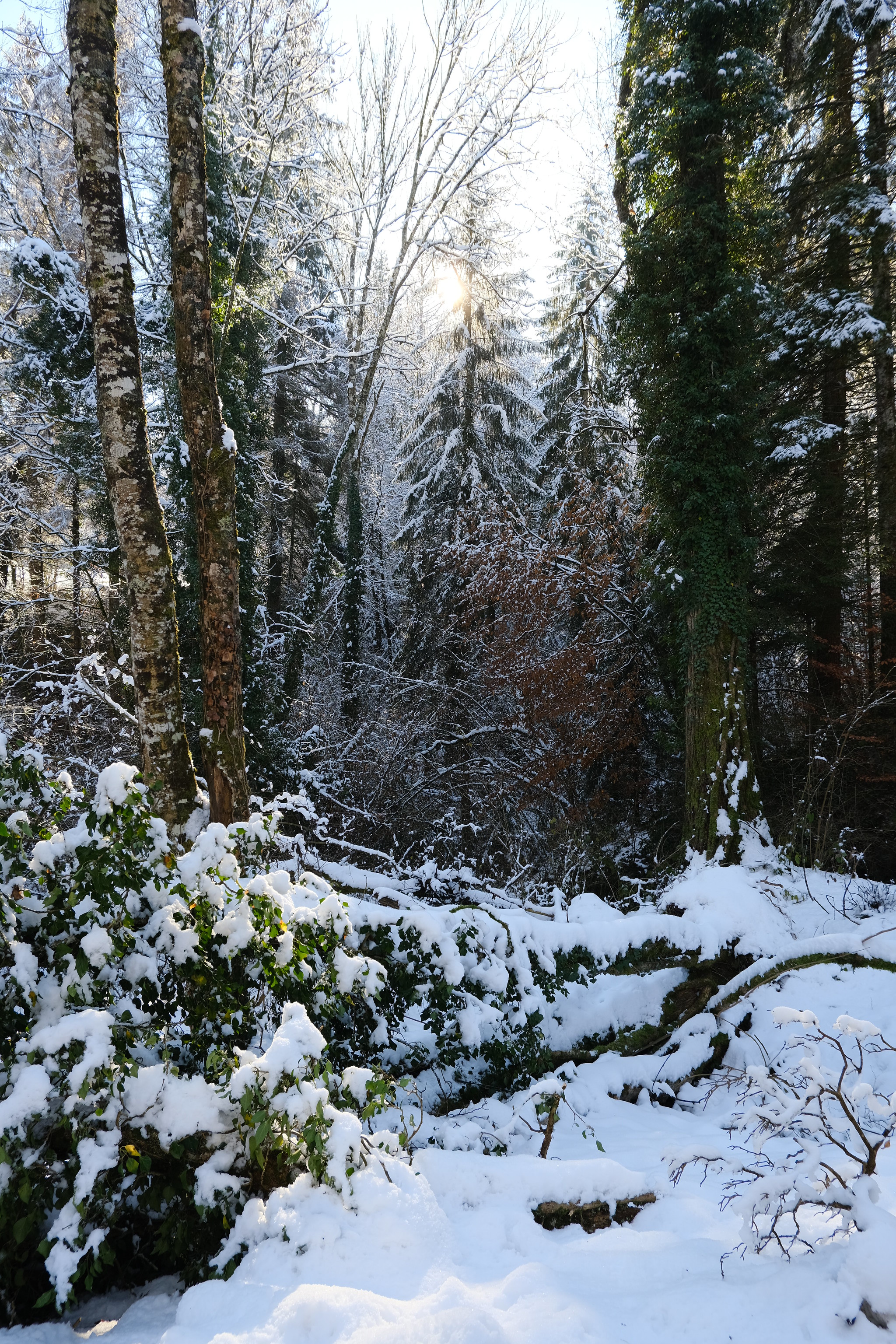 Download mobile wallpaper Snow, Winter, Trees, Forest, Nature for free.