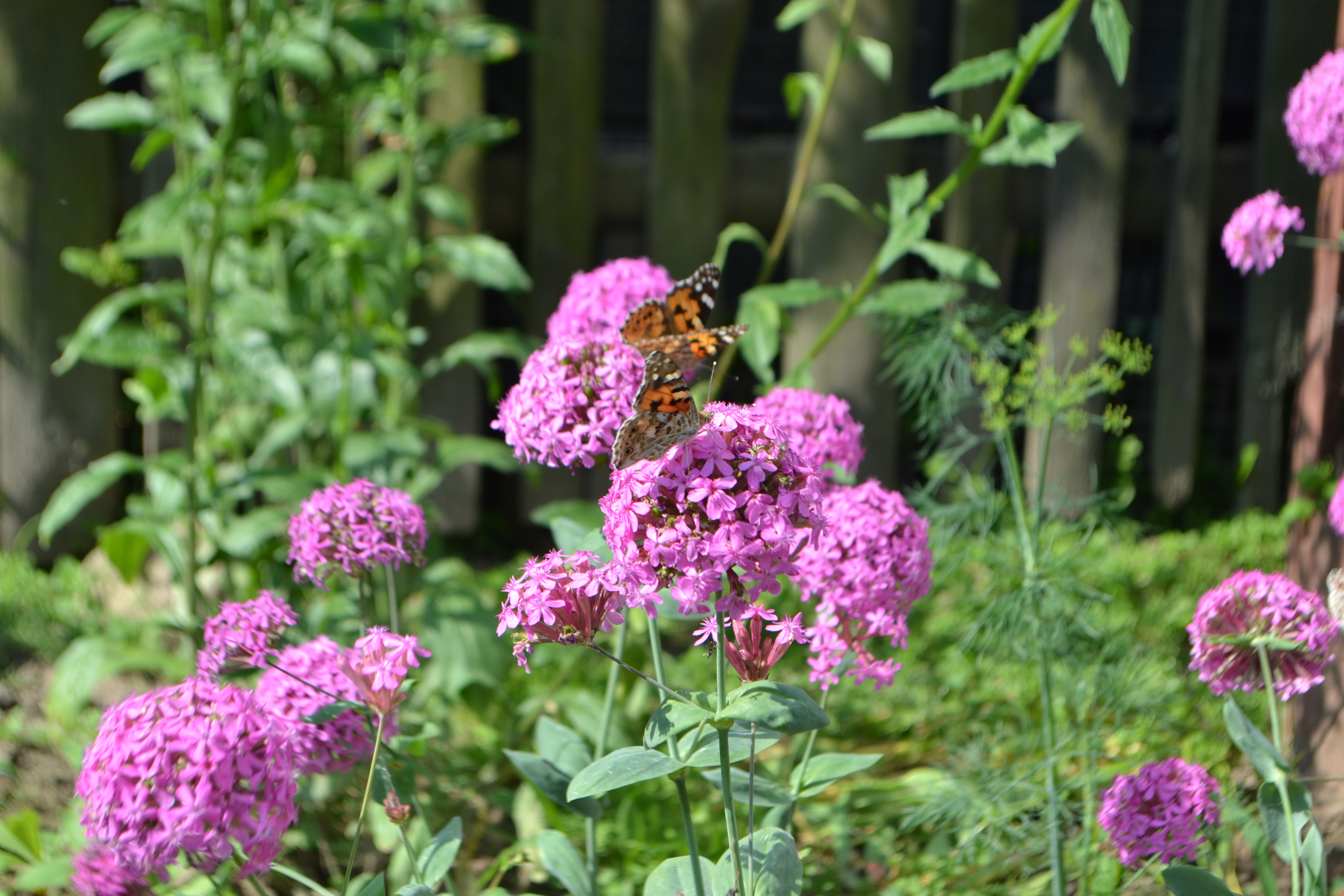 Laden Sie das Tiere, Schmetterlinge, Blume-Bild kostenlos auf Ihren PC-Desktop herunter