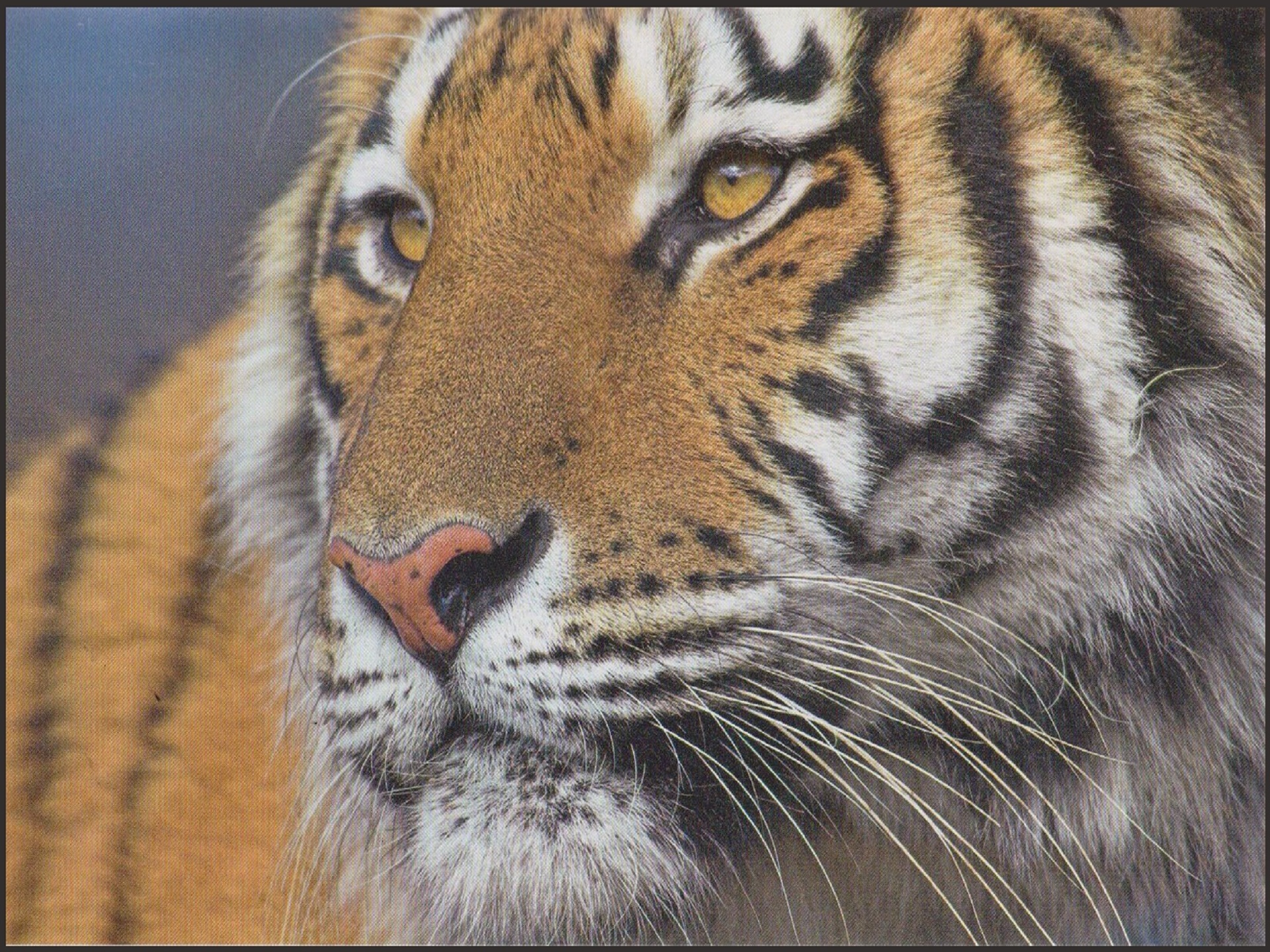 Handy-Wallpaper Katzen, Natur, Tiere, Tiger kostenlos herunterladen.