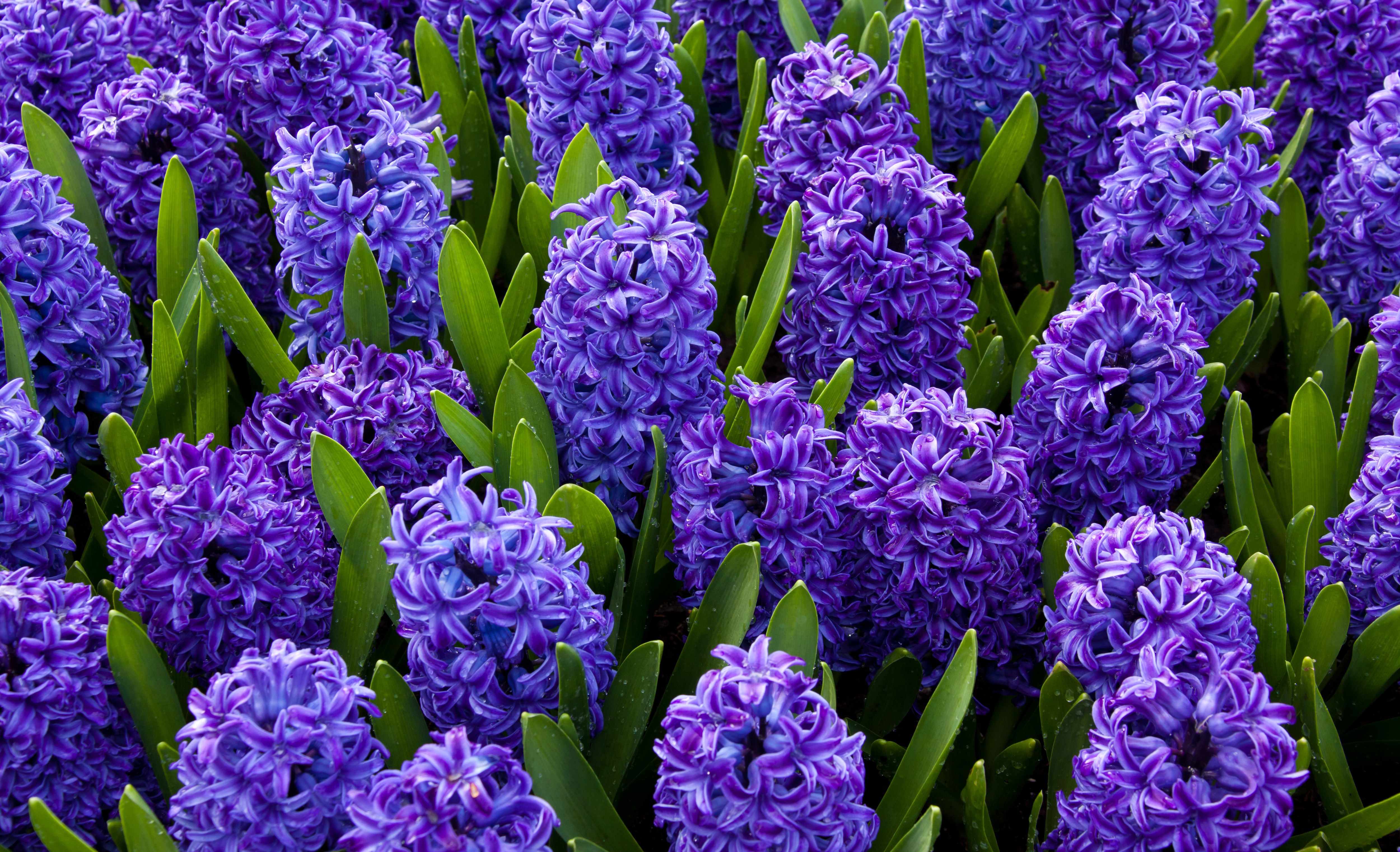 380138 descargar fondo de pantalla tierra/naturaleza, jacinto, de cerca, flor, hoja, flor purpura, flores: protectores de pantalla e imágenes gratis