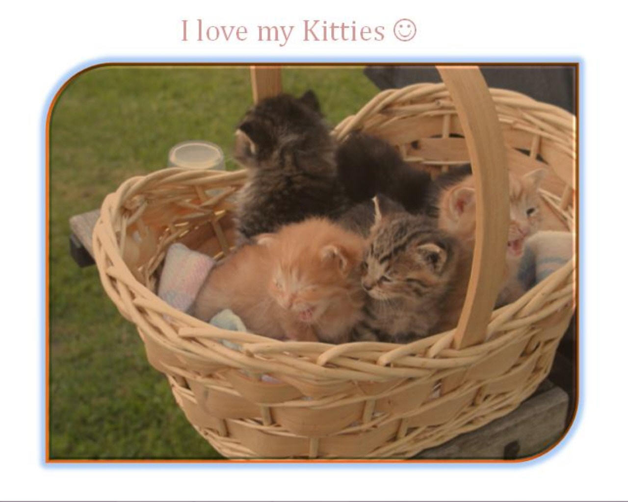 Free download wallpaper Cat, Kitten, Animal on your PC desktop