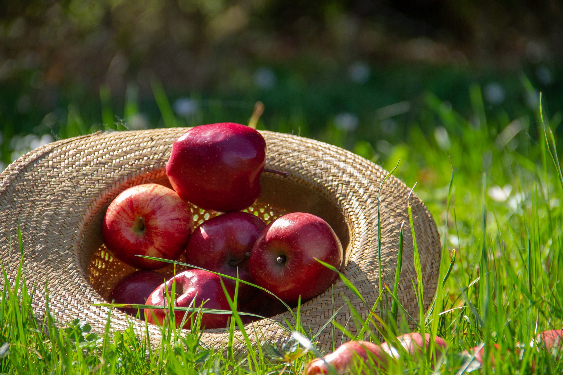 Laden Sie das Frucht, Apfel, Hut, Nahrungsmittel, Früchte-Bild kostenlos auf Ihren PC-Desktop herunter