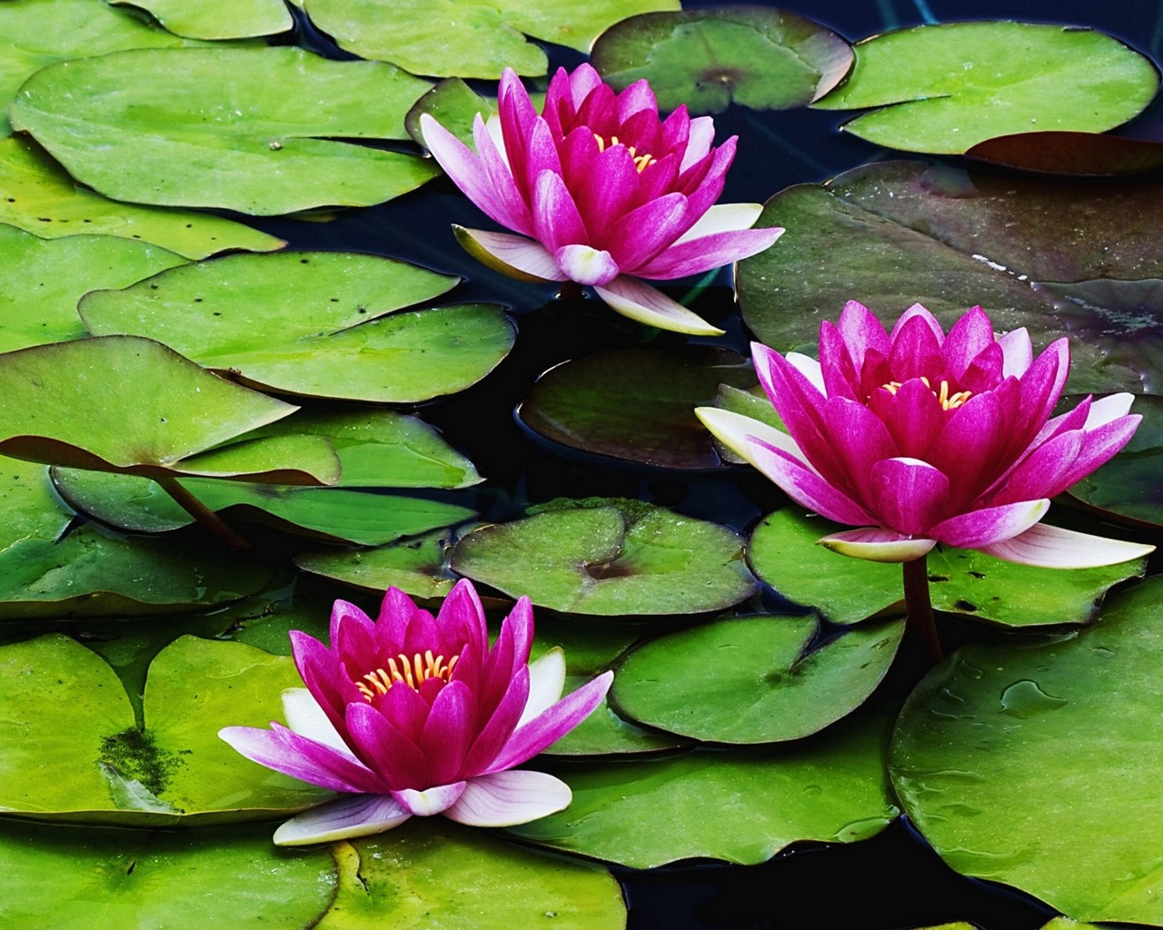 Téléchargez gratuitement l'image Fleur, Terre/nature sur le bureau de votre PC