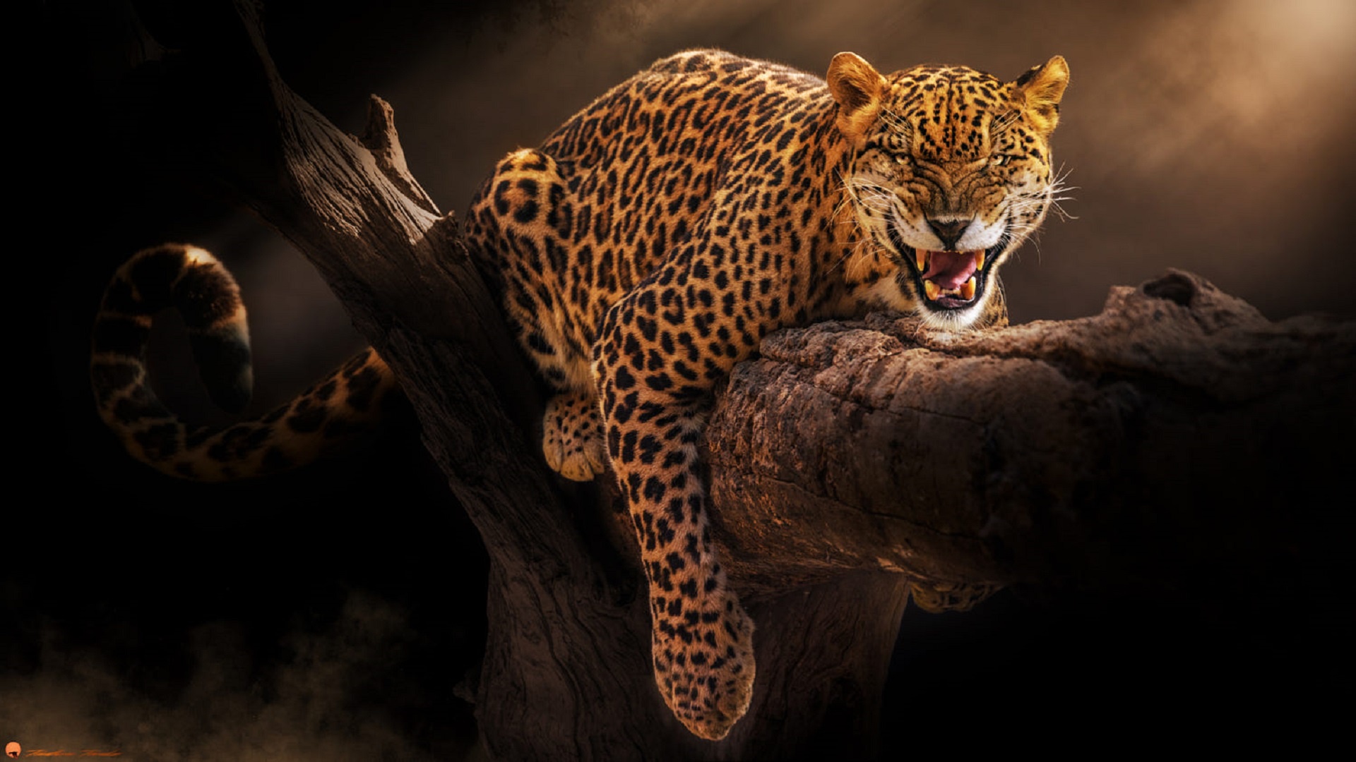 Free download wallpaper Cats, Jaguar, Leopard, Animal on your PC desktop