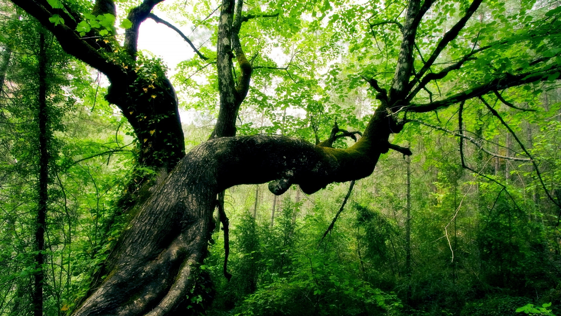 Baixe gratuitamente a imagem Árvore, Terra/natureza na área de trabalho do seu PC