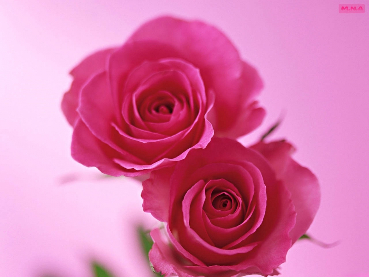 Download mobile wallpaper Plants, Flowers, Roses for free.
