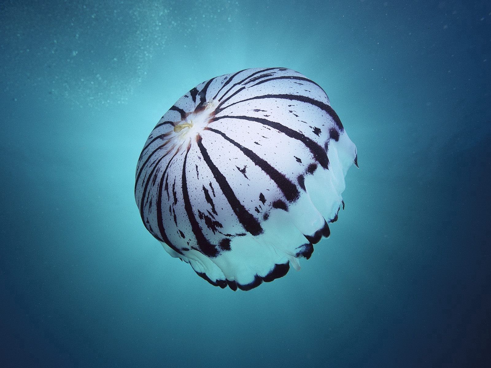 50695 скачать картинку подводный мир, животные, море, губка, медуза, плавать - обои и заставки бесплатно